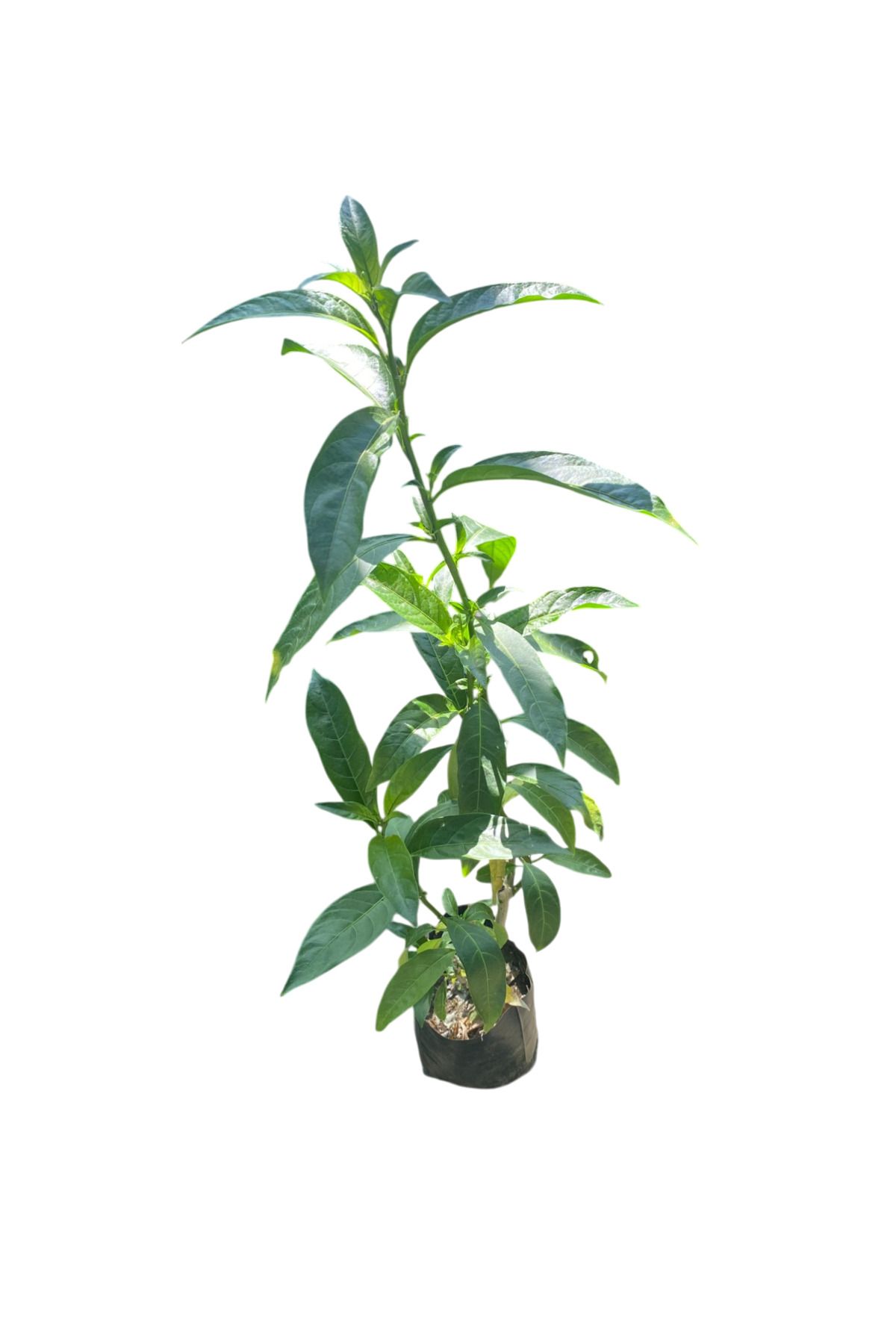 Nura Botanik Saksıda Kokulu Melisa Çiçeği 30-50cm 1Adet