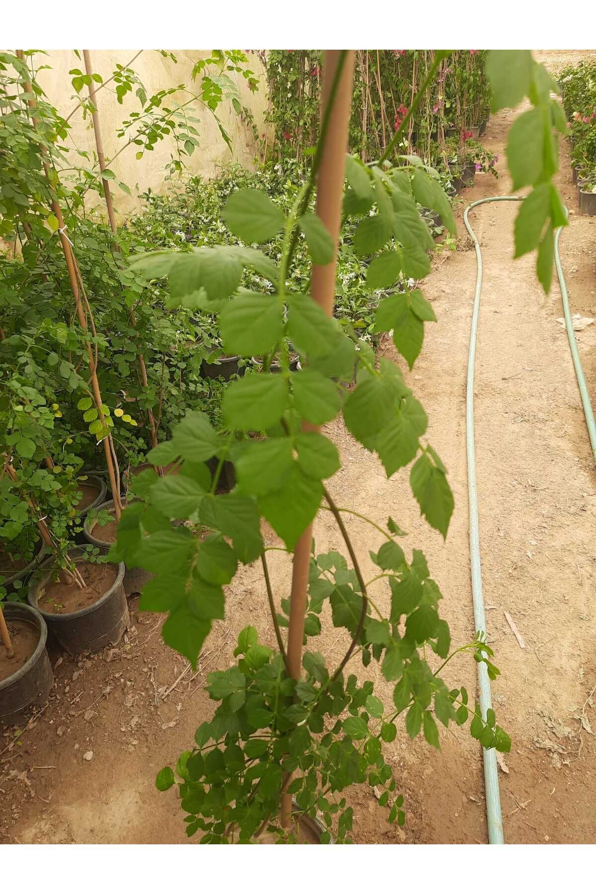 Nura Botanik Acem Borusu (Borazan) Sarmaşığı 80-100cm 1 Adet