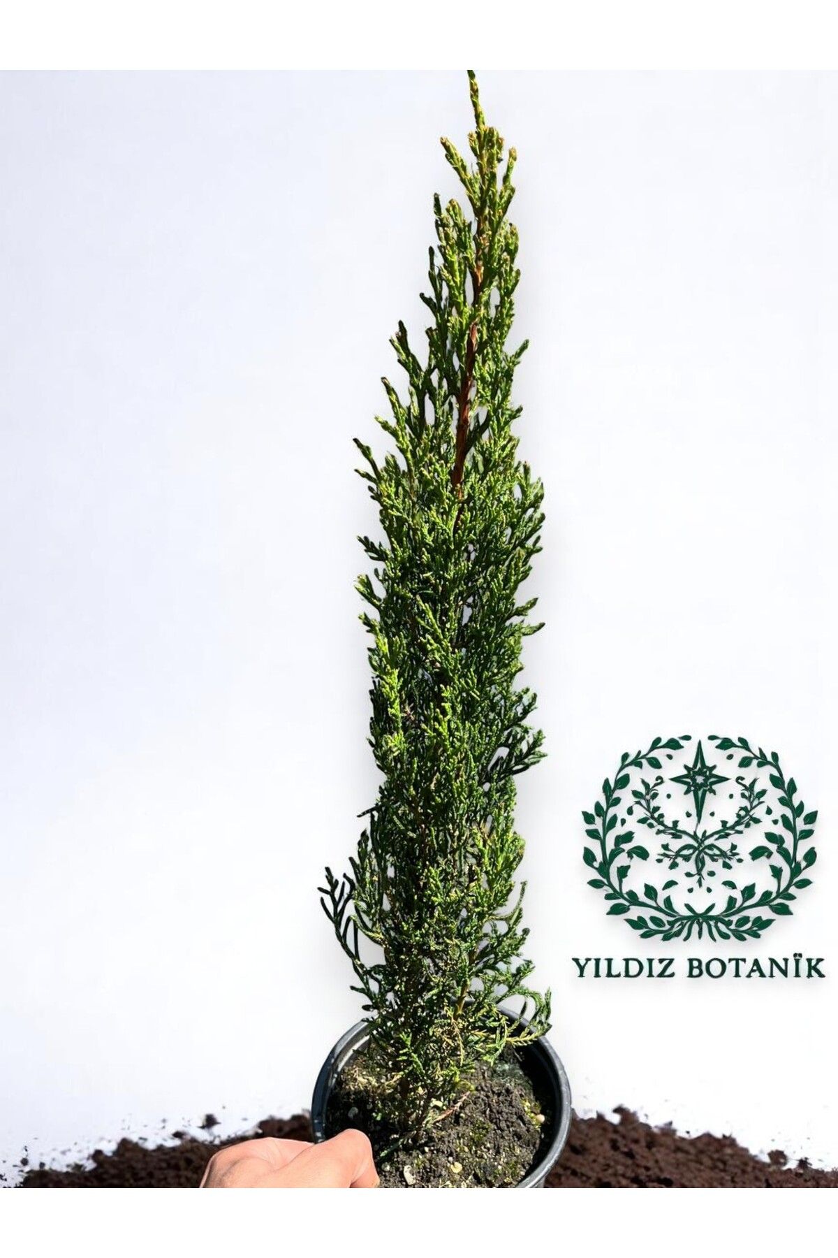 YILDIZ BOTANİK Kara Selvi Ağacı Mezarlık Selvisi Fidanı Cupressus Sempervirens 40-50 CM