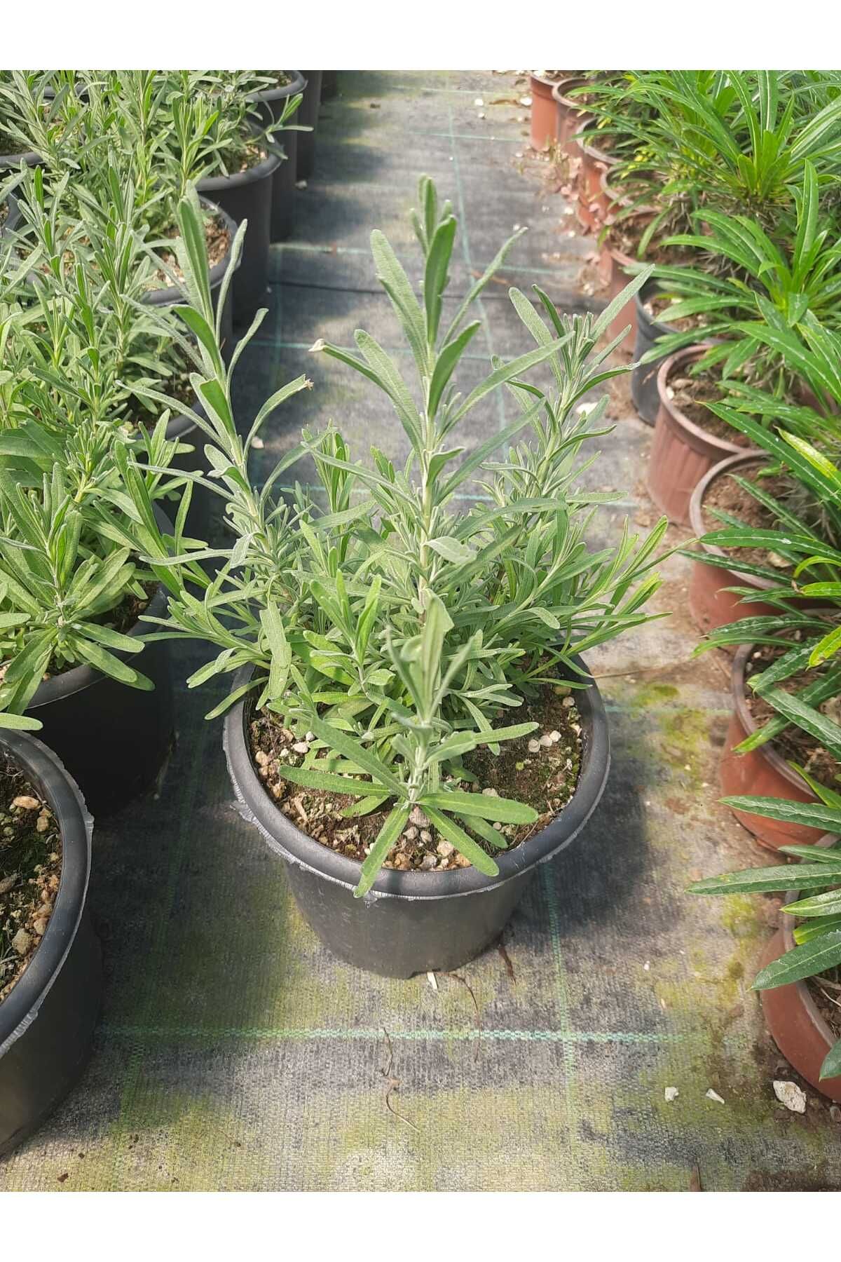 Nura Botanik Lavanta Çiçeği Saksılı 20-30 Cm