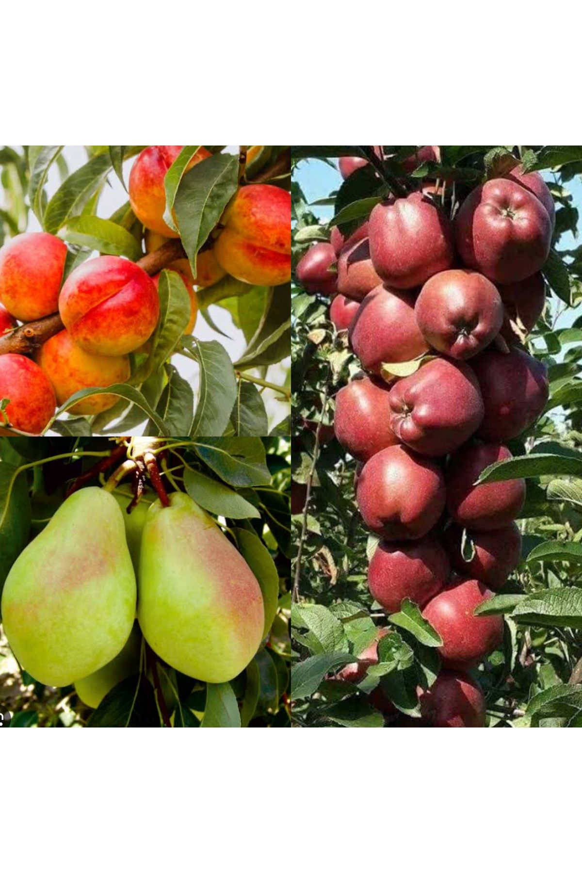 Doğan Fidancılık Nectarin, Armut,Elma 3 lü paket Tüplü (120,160)cm arası 2,3 yaşinda