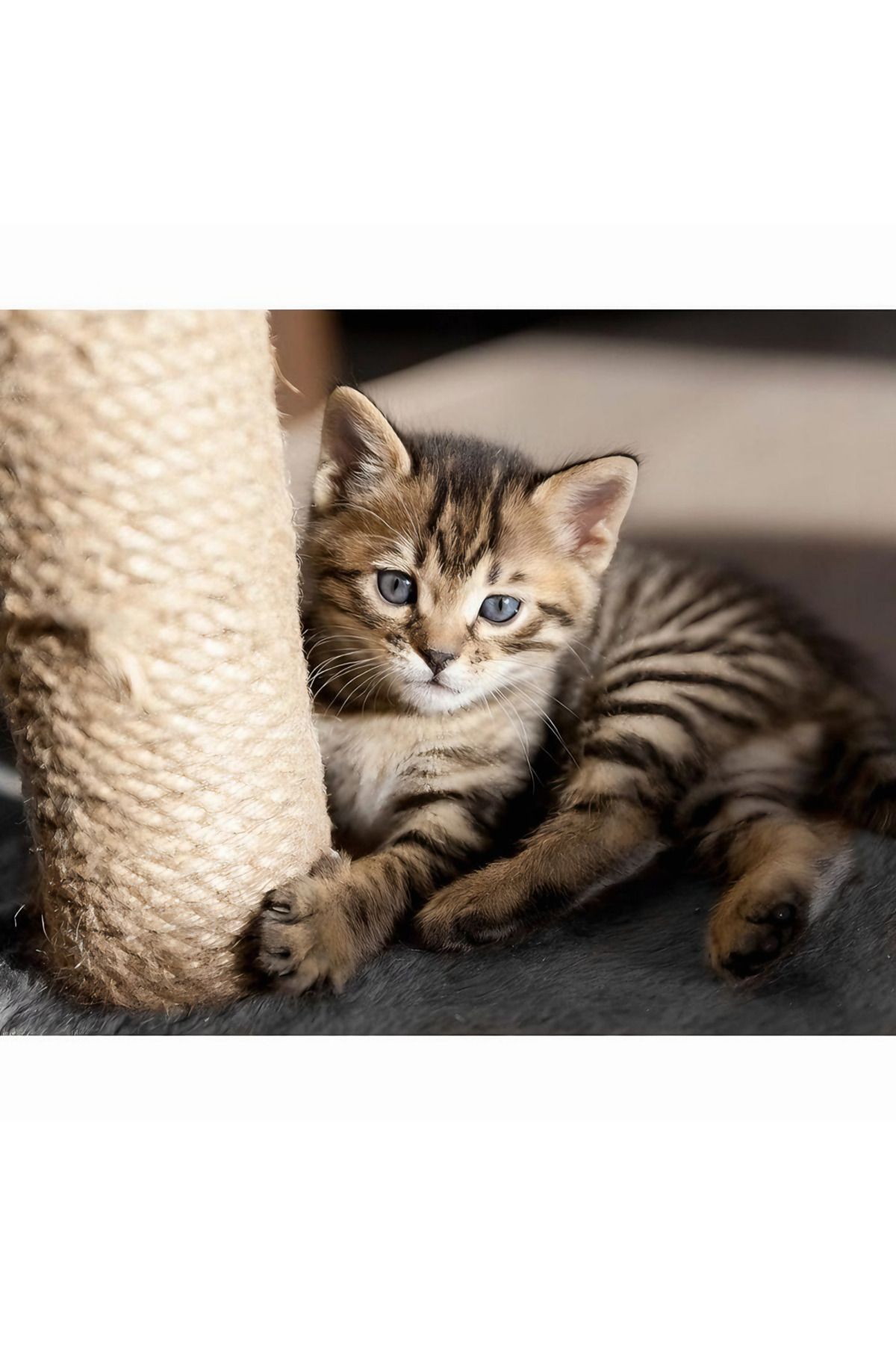 varioshop-VarioShop® sharp claw holder and cat toy, pole with string and ball, with function to 3