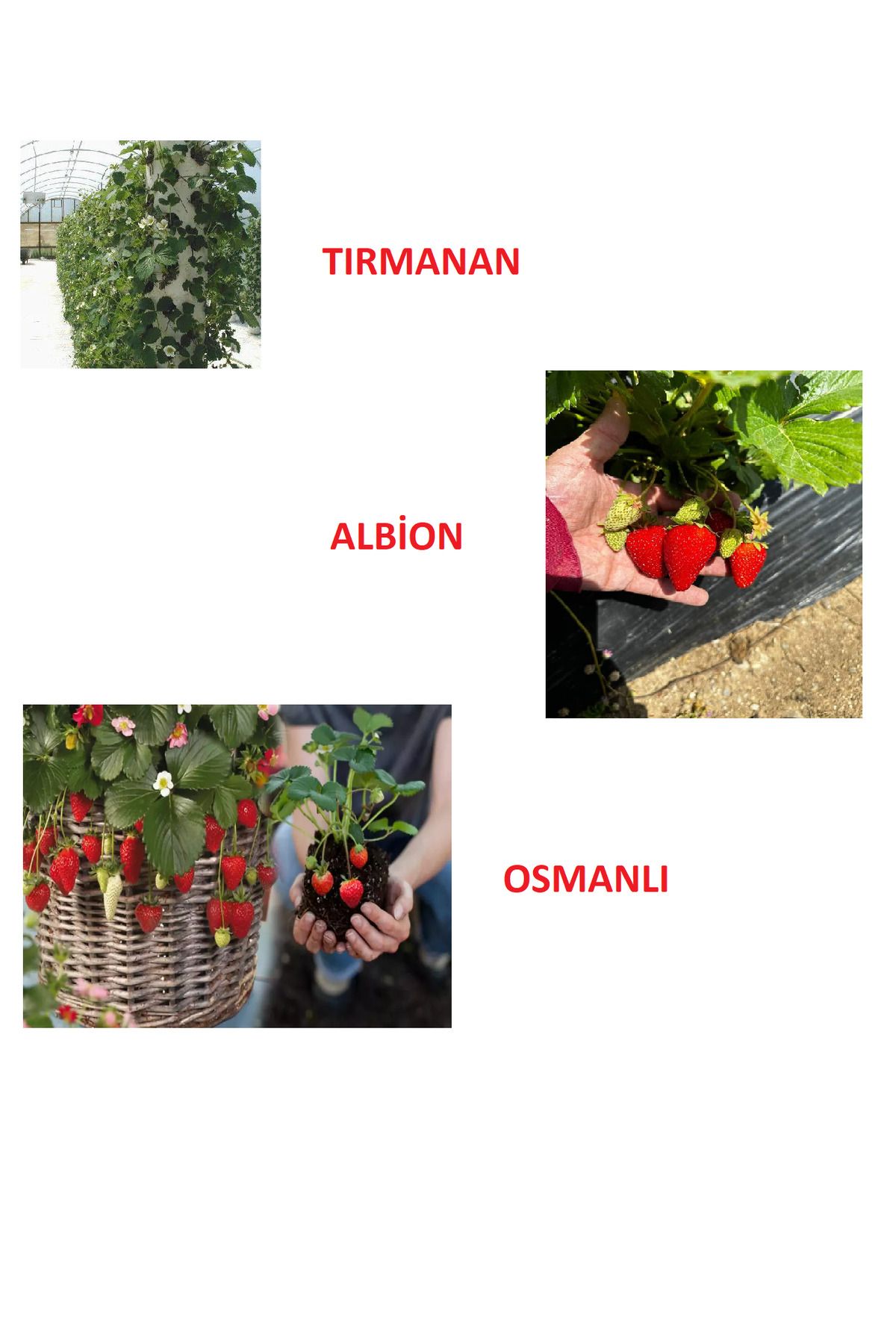 Ucuzluk Diyarı 5 ADET TIRMANAN ÇİLEK 5 ADET OSMANLI ÇİLEK 5 ADET ALBİON YEDİVEREN ÇİLEK FİDANI