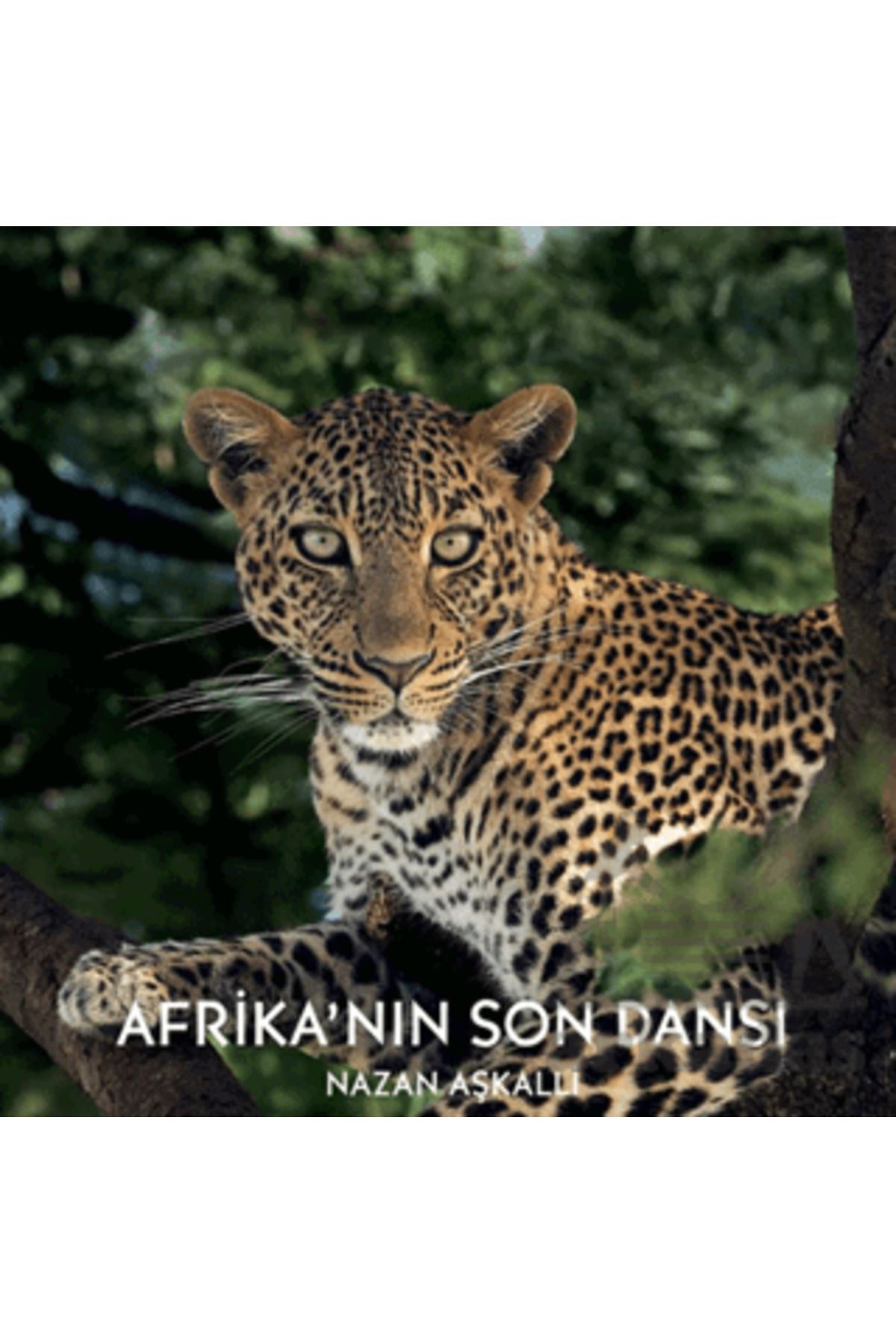Karakarga Yayınları Afrika’nın Son Dansı