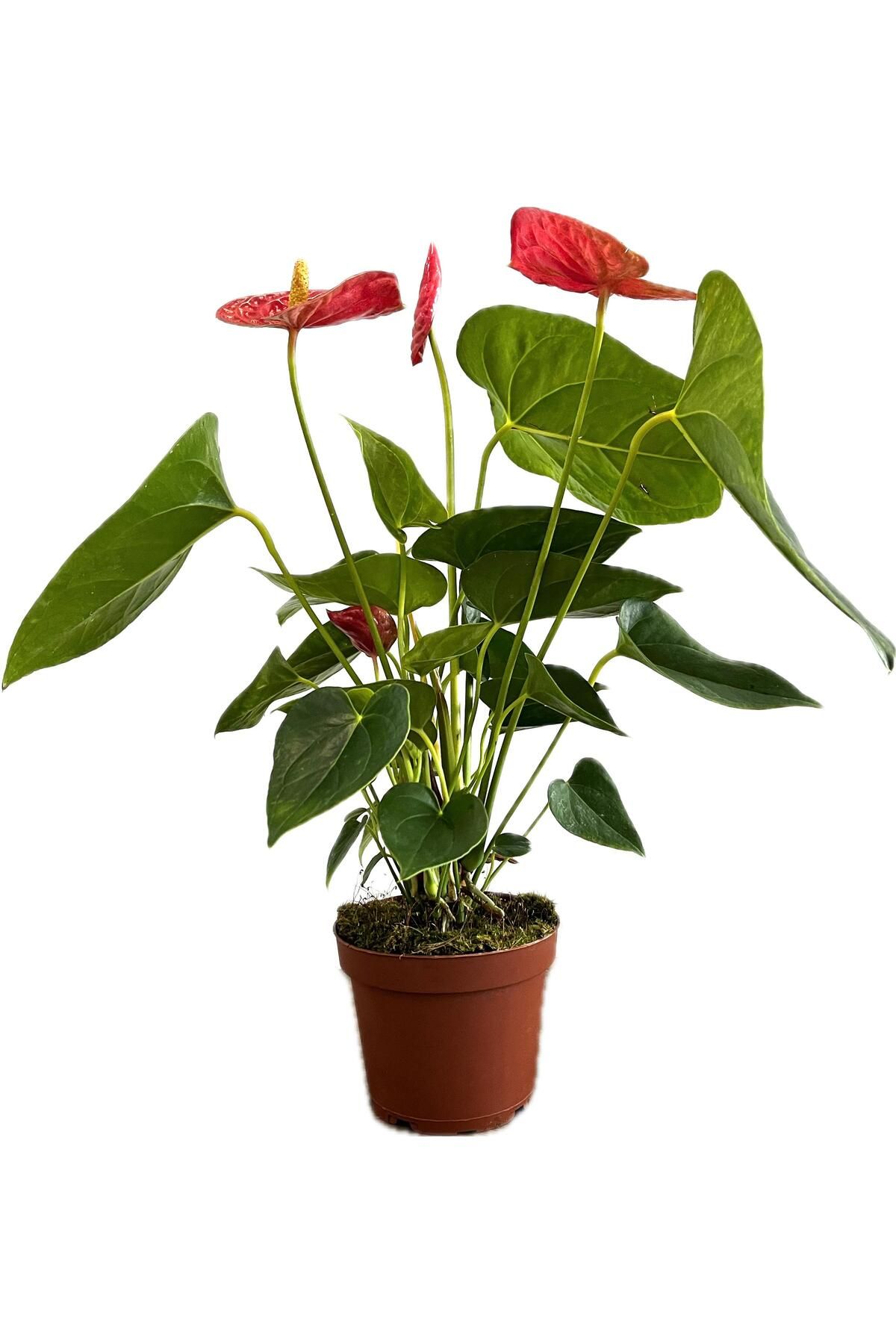 NO BRAND Anthurium (Antoryum) – Kırmızı Çiçekli Canlı Salon Bitkisi | İç Mekan Çiçeği | Hava Temizleyici