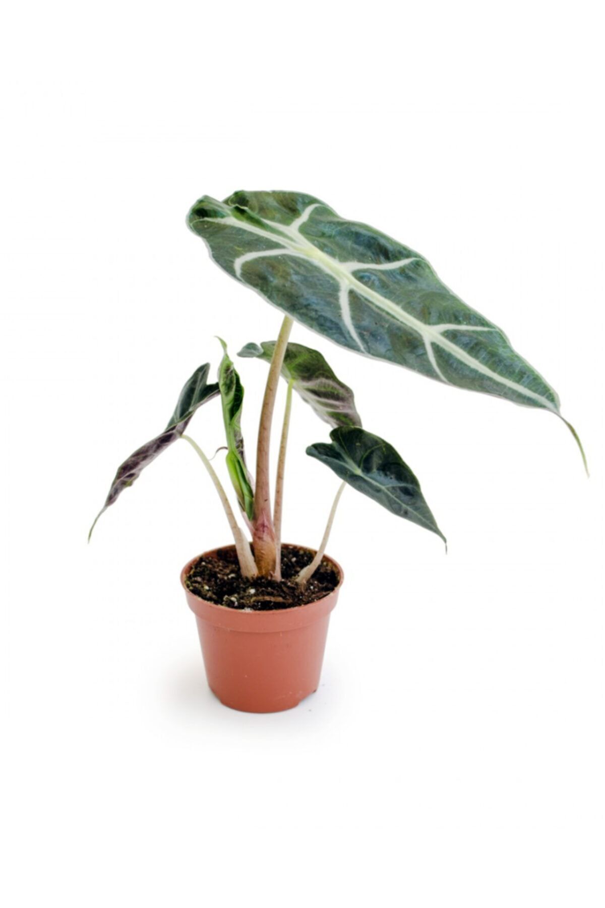 Cemre Garden Alocasia Polly - Fil Kulağı Mini - Ev Ofis Salon Iç Mekan Bitkisi - 20 Cm