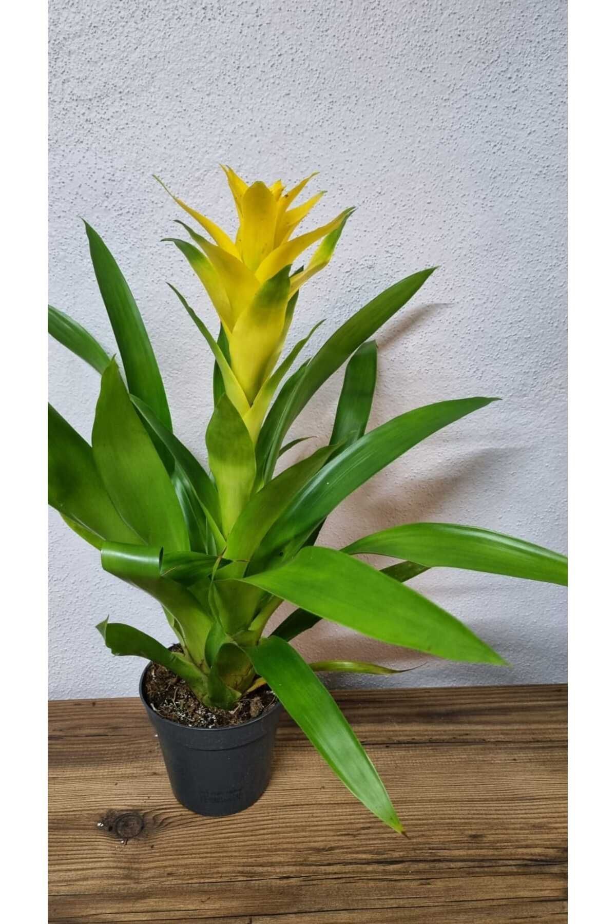Asi GUZMANIA(OSTARA)