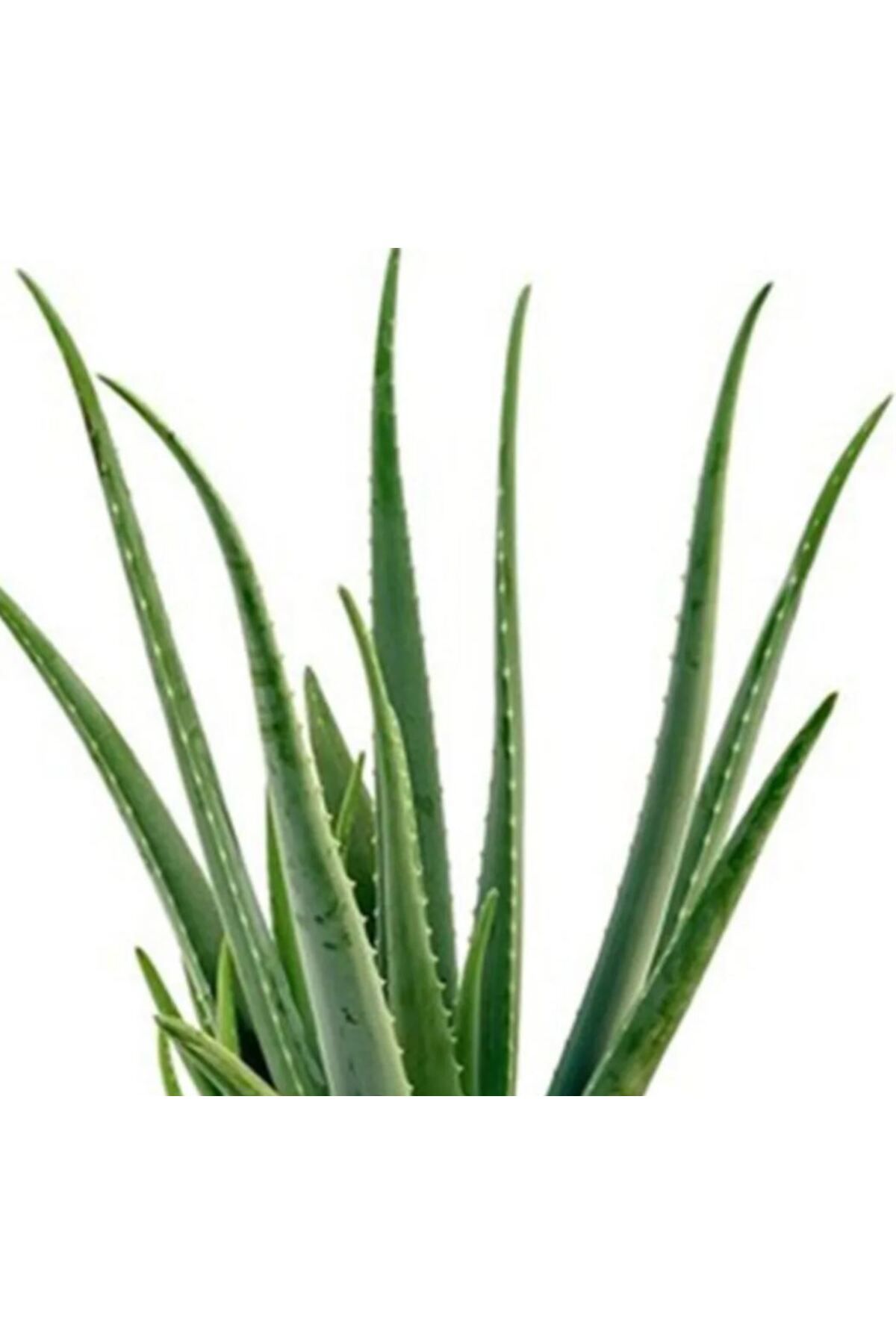 EnviPet Aloe Vera Bitkisi 15-20 cm 1-2 Yaş (Torbada)