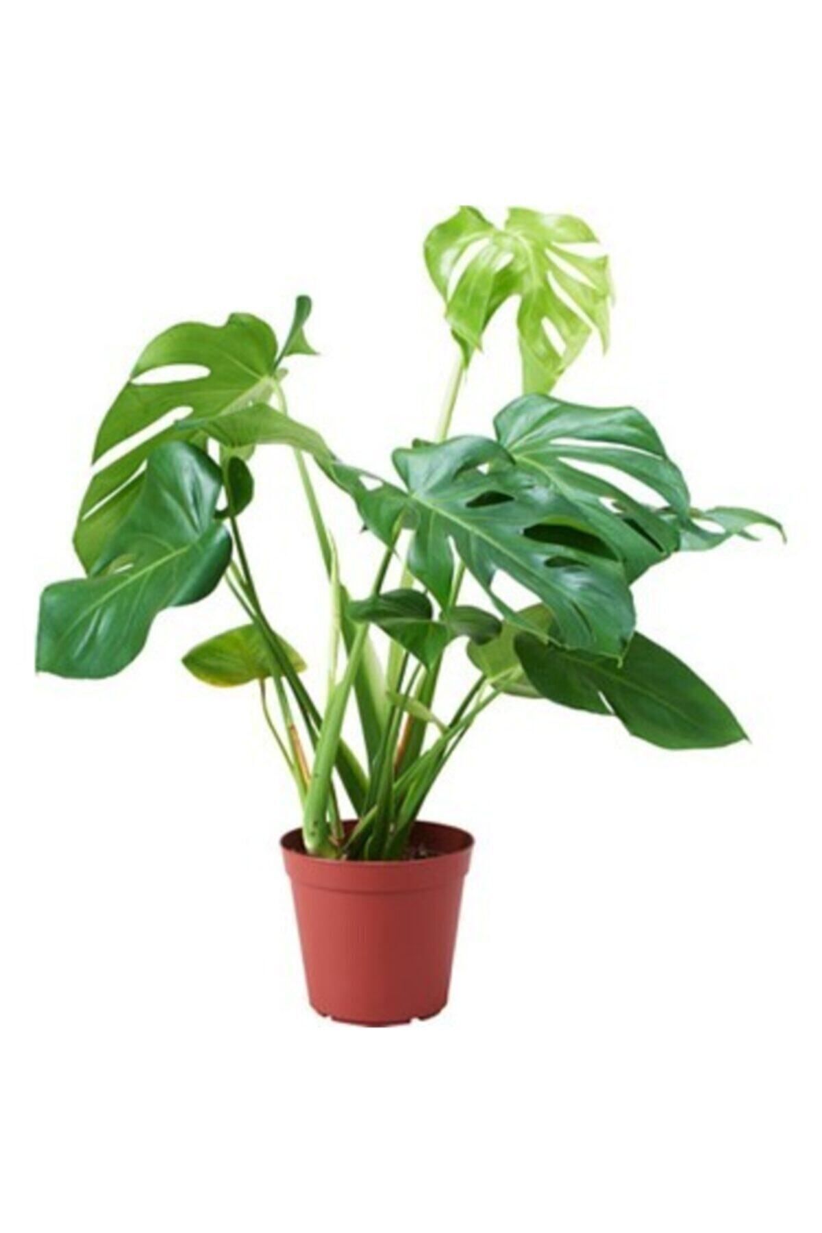 Berceste Peyzaj tasarım Deve Tabanı Monstera Deliciosa Dev Boy 100cm