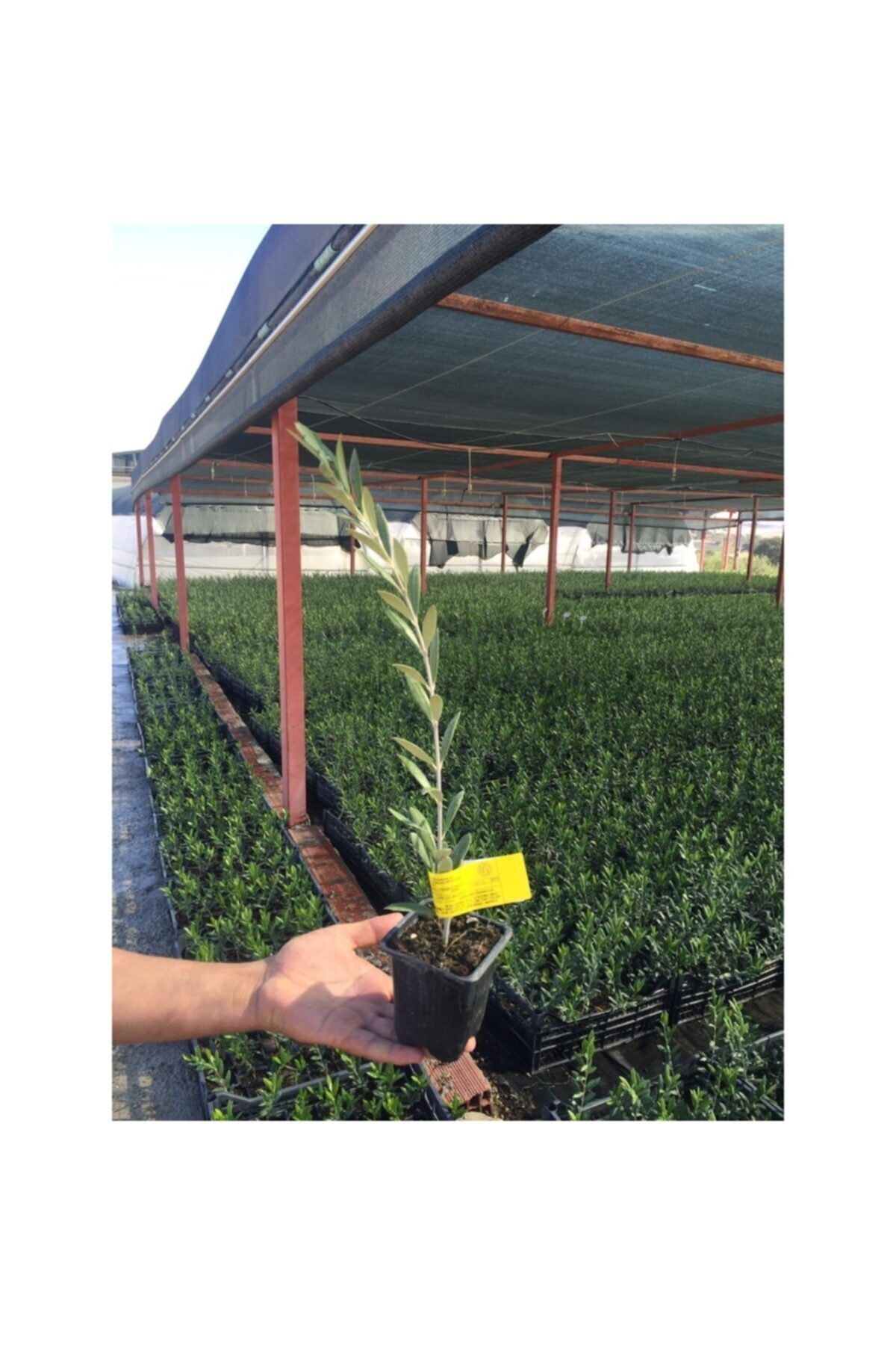 Serfiraz Arbequına Zeytin Fidanı 1 Adet