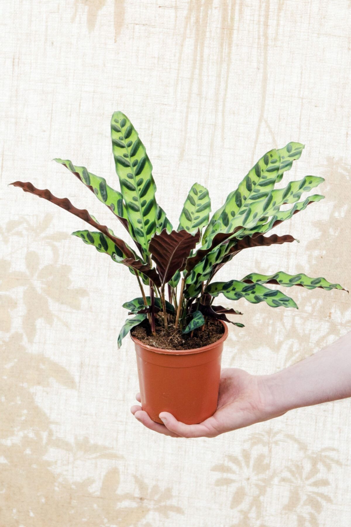 Cemre Garden Calathea Lancifolia 'rattlesnake' - Dua Çiçeği Kaladya - Ev Ofis Salon Iç Mekan Bitkisi - 40 Cm