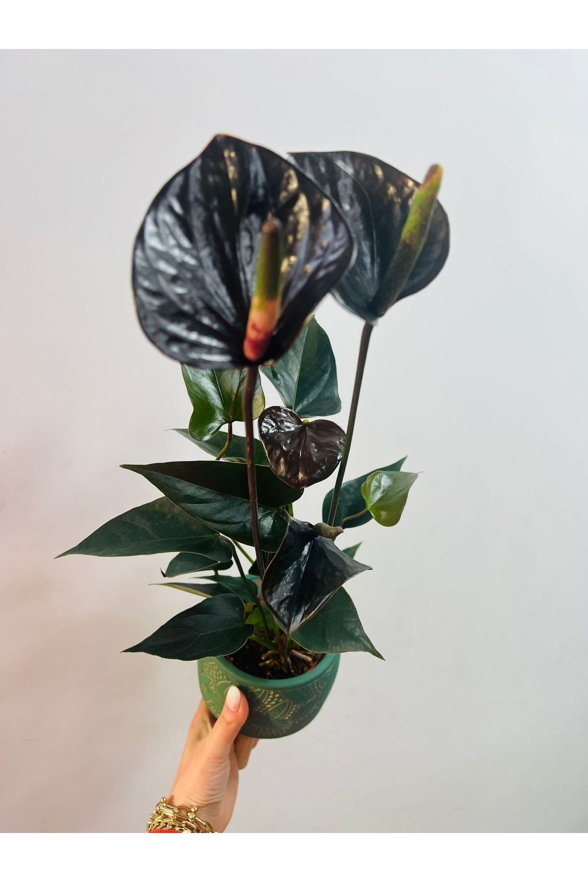 bikaktüsdünyasi Anthurium Andraeanum Black