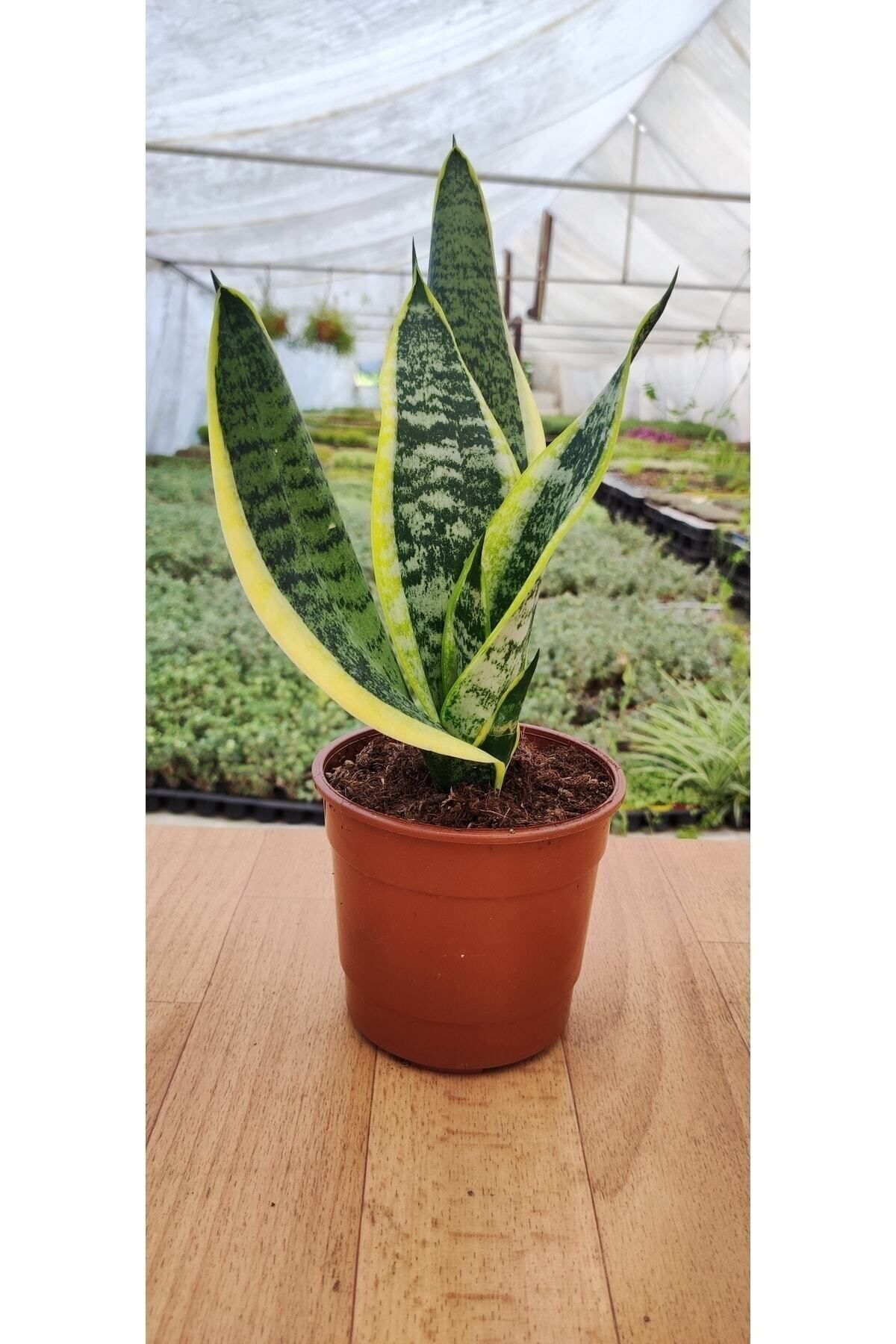 Ravza Çiçekçilik Sansevieria Trifasciata Paşa Kılıcı ( Peygamber Kılıcı ) ( 13 Cm Saksıda ) 25 - 30 Cm