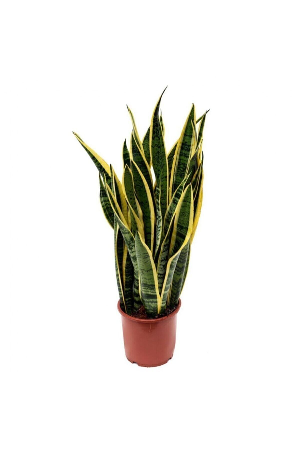 İklim Flowers Sanseveria Kılıç Çiçeği Canlı Topraklı