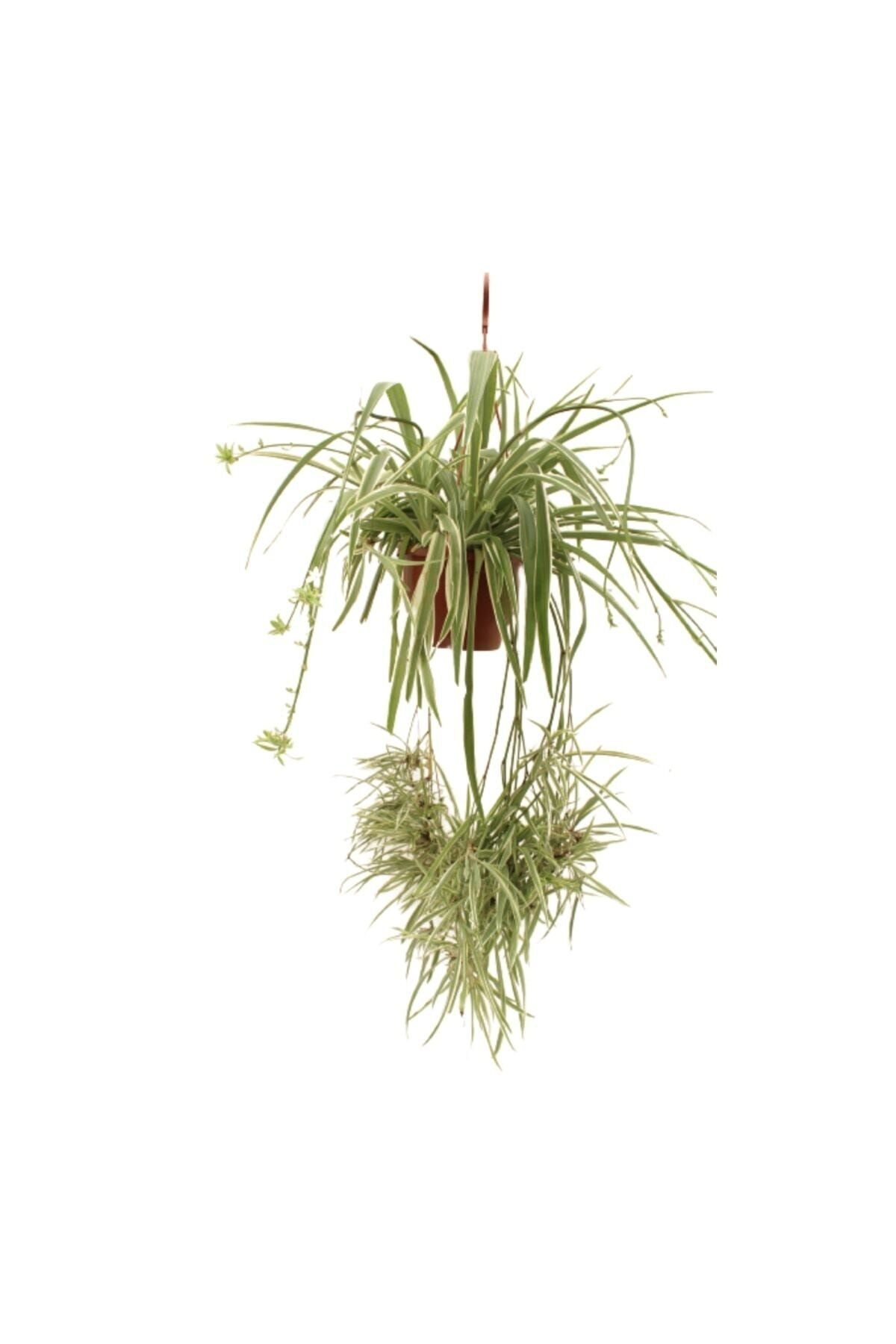 AKDOĞA Chlorophytum Comosum - Makromeli Saksıda Kurdele Çiçeği - Örümcek Bitkisi - Hava Temizleyen Bitki