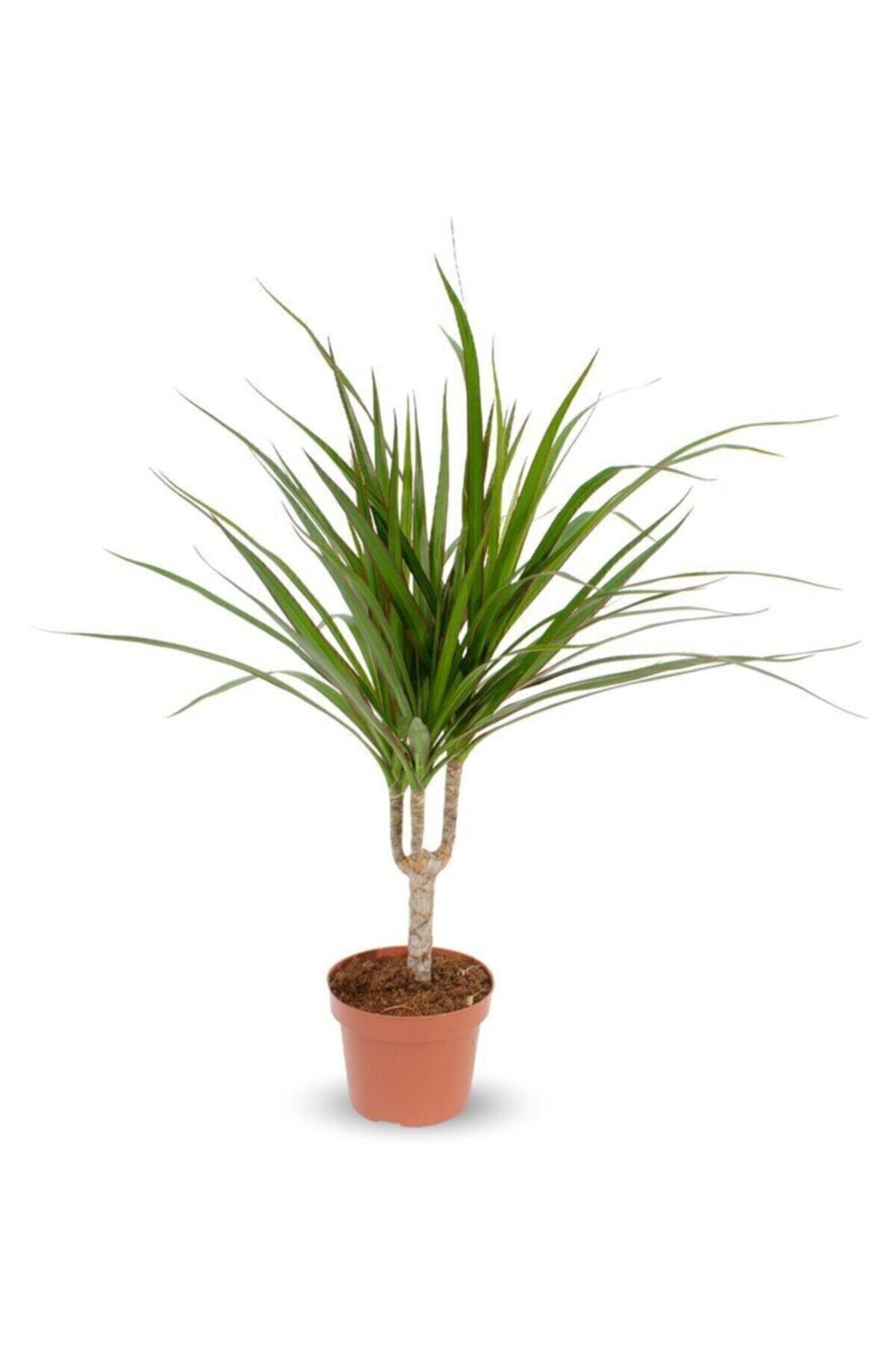 Cemre Garden Dracaena Marginata - Tek Gövdeli Madagaskar Ağacı - Ev Ofis Salon Iç Mekan Bitkisi - 40 Cm