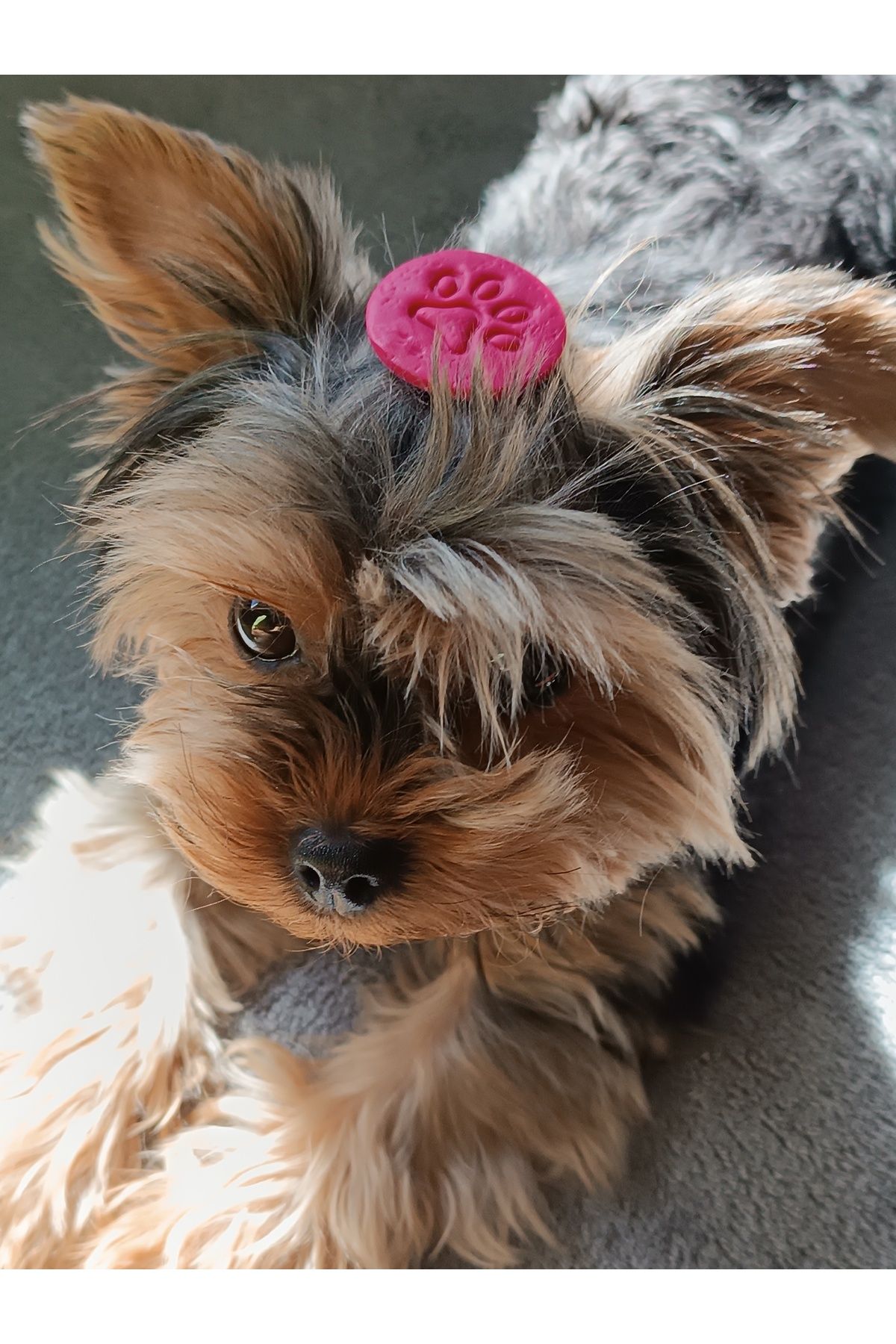 La fee aksesuar Köpek - kedi toka pembe pati desenli minimal toka köpek kedi aksesuar