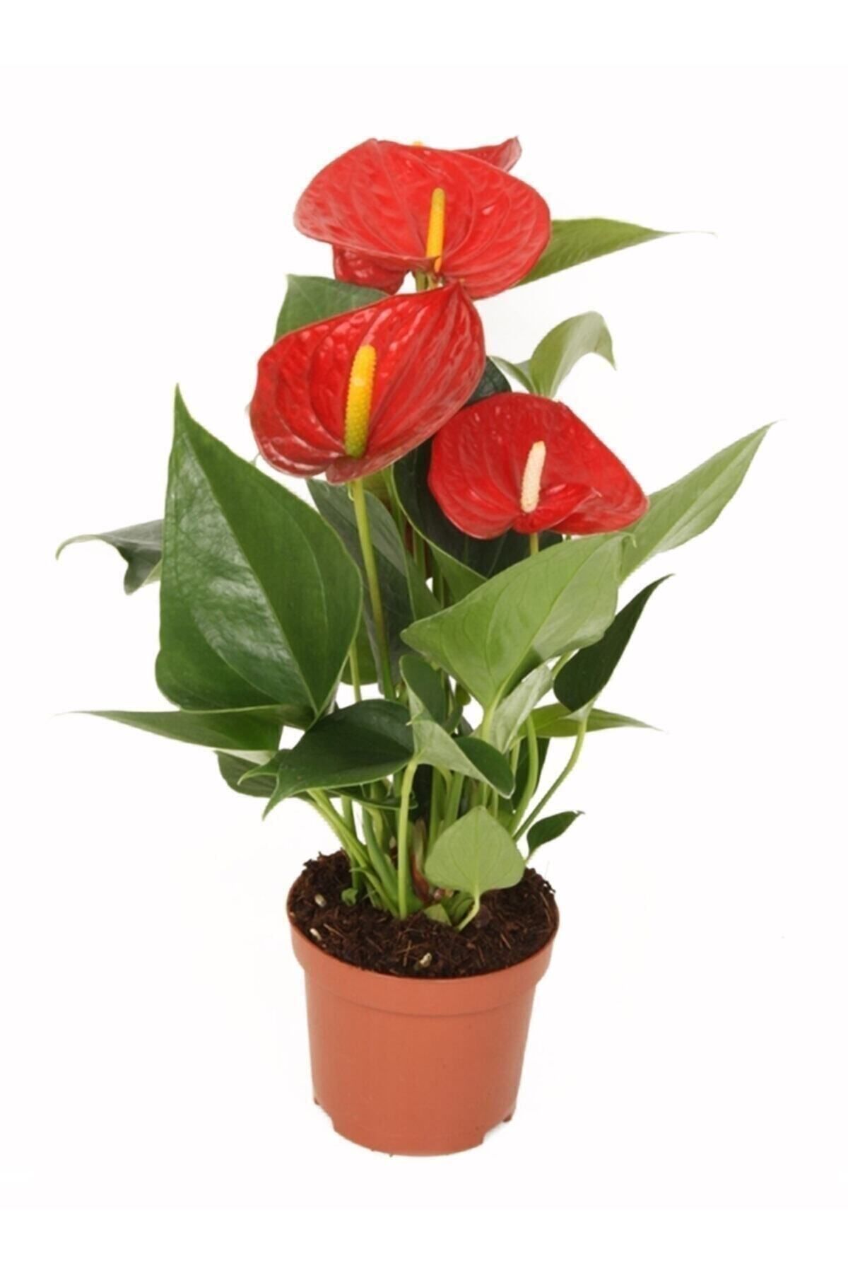 KAMONDO TOHUM Anthurium Andraeanum Red - Kırmızı Antoryum Flamingo Çiçeği Iç Mekan Salon Bitkisi