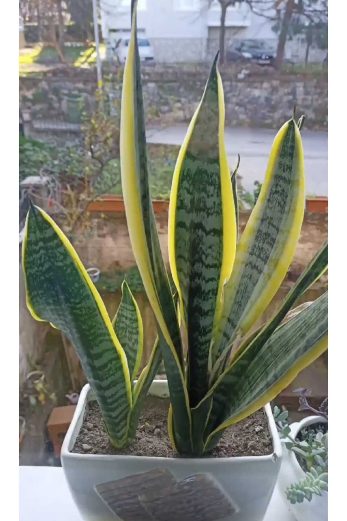 Nura Botanik Peygamber Kılıcı Sarı Paşa Kılıcı 15-30cm 1 Adet