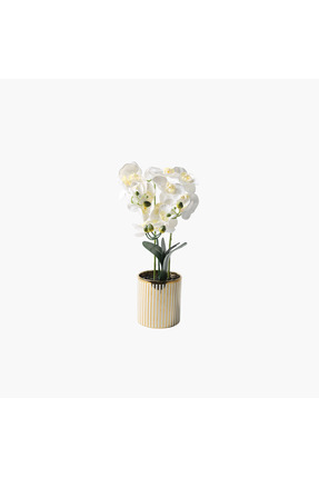 JASMIN CONCEPTS Saksılı Orkide Beyaz 52cm