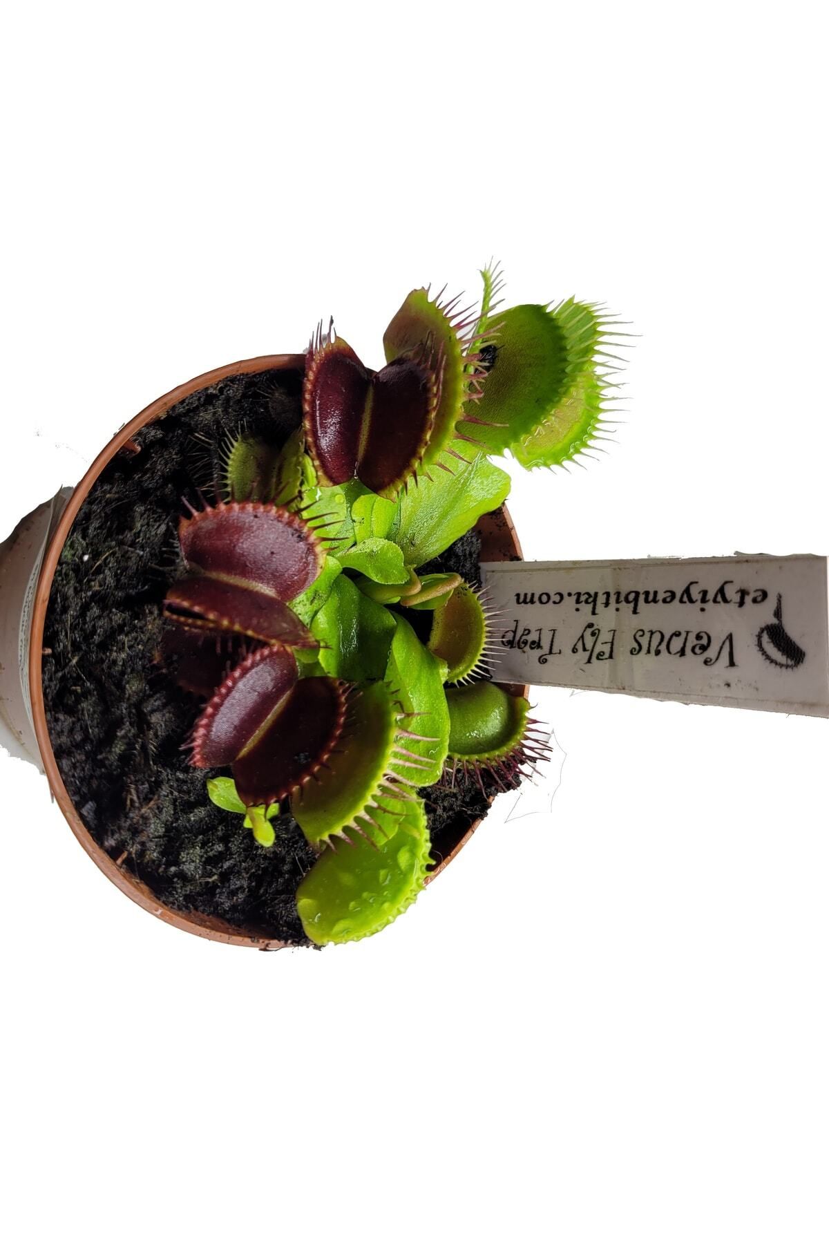 Etobur Bitkim Kırmızı Sinek Kapan Venüs Bitkisi Saksıda Dikili, Kırmızı Kapanlı Özel Dionaea Muscipula