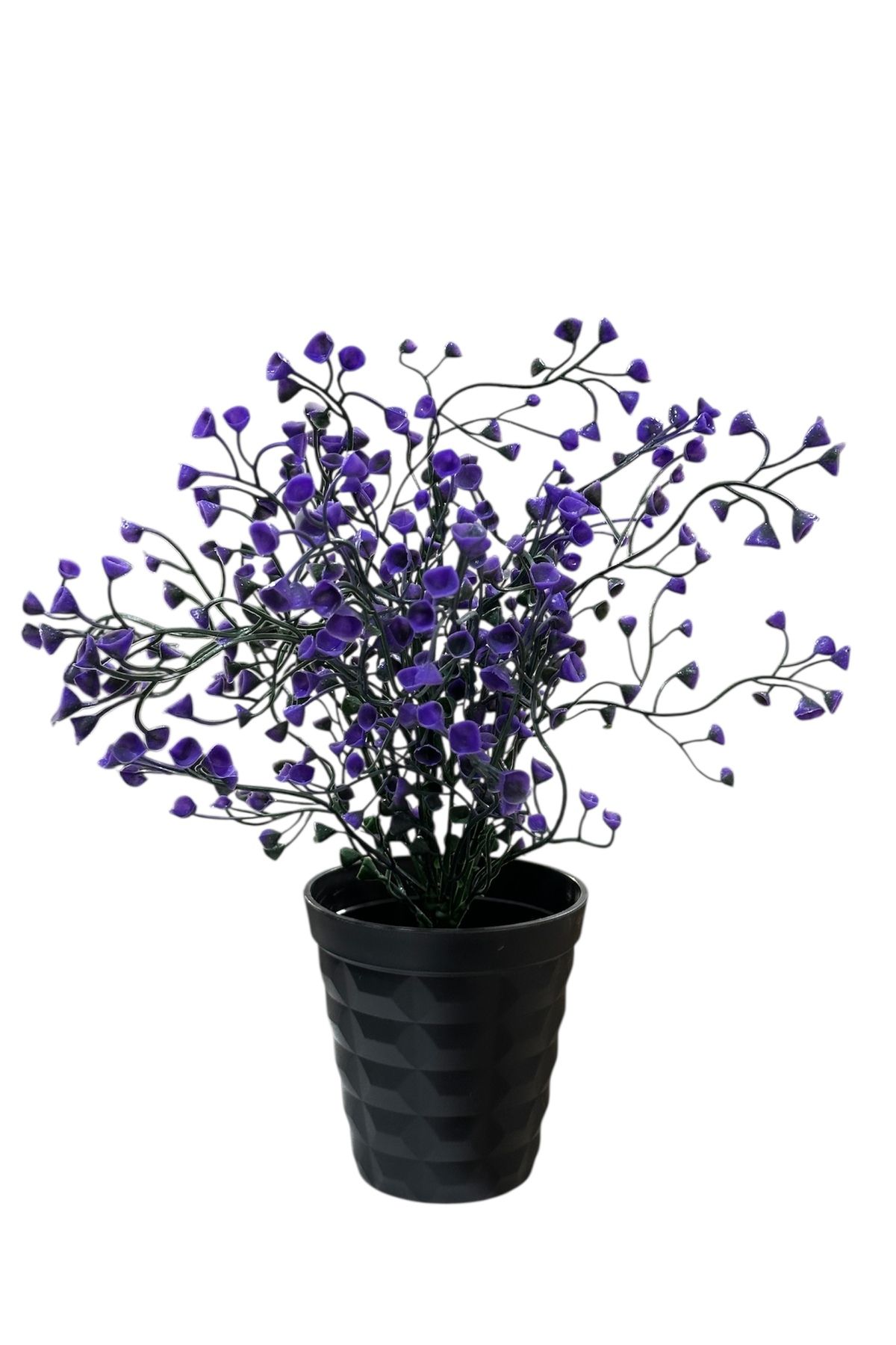 Lilac Home Siyah Saksı İçerisinde Mor Gypsophila