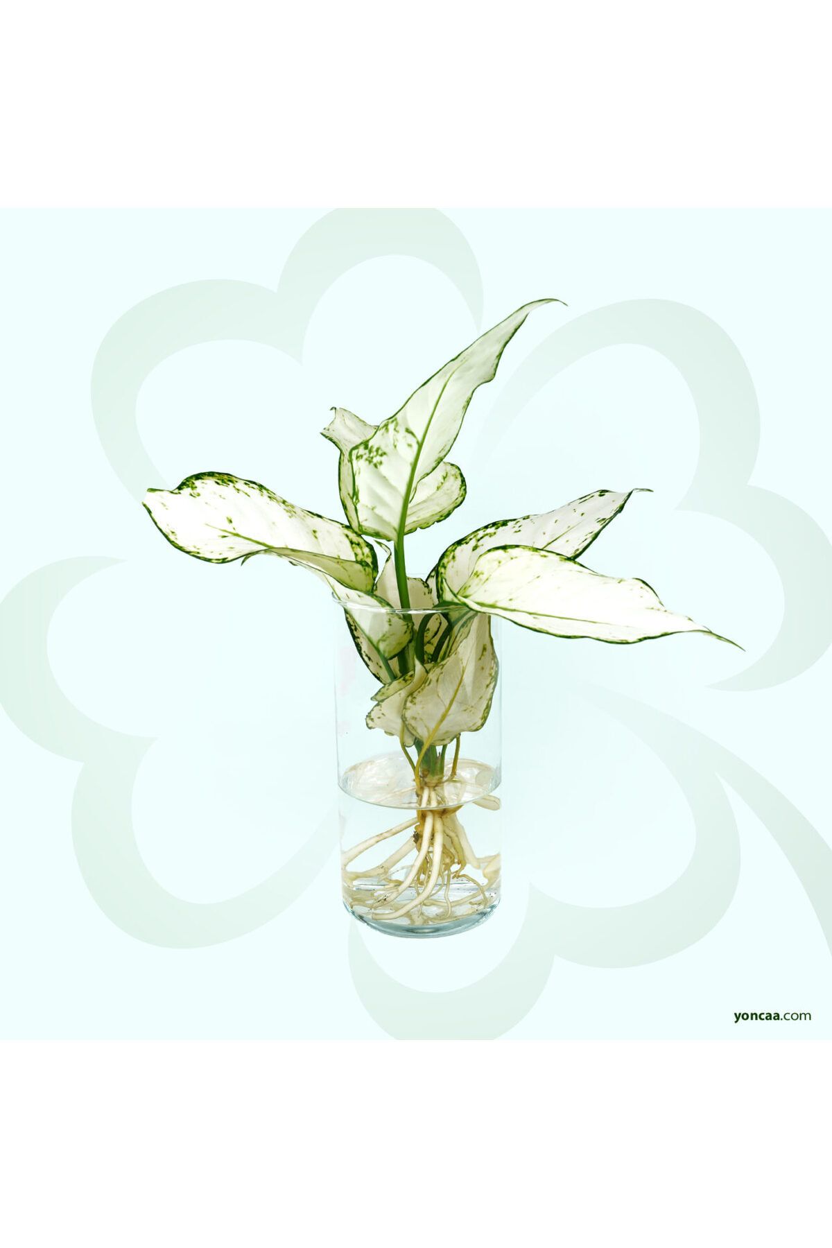 yonca akuabotanik Yoglaonema Super White