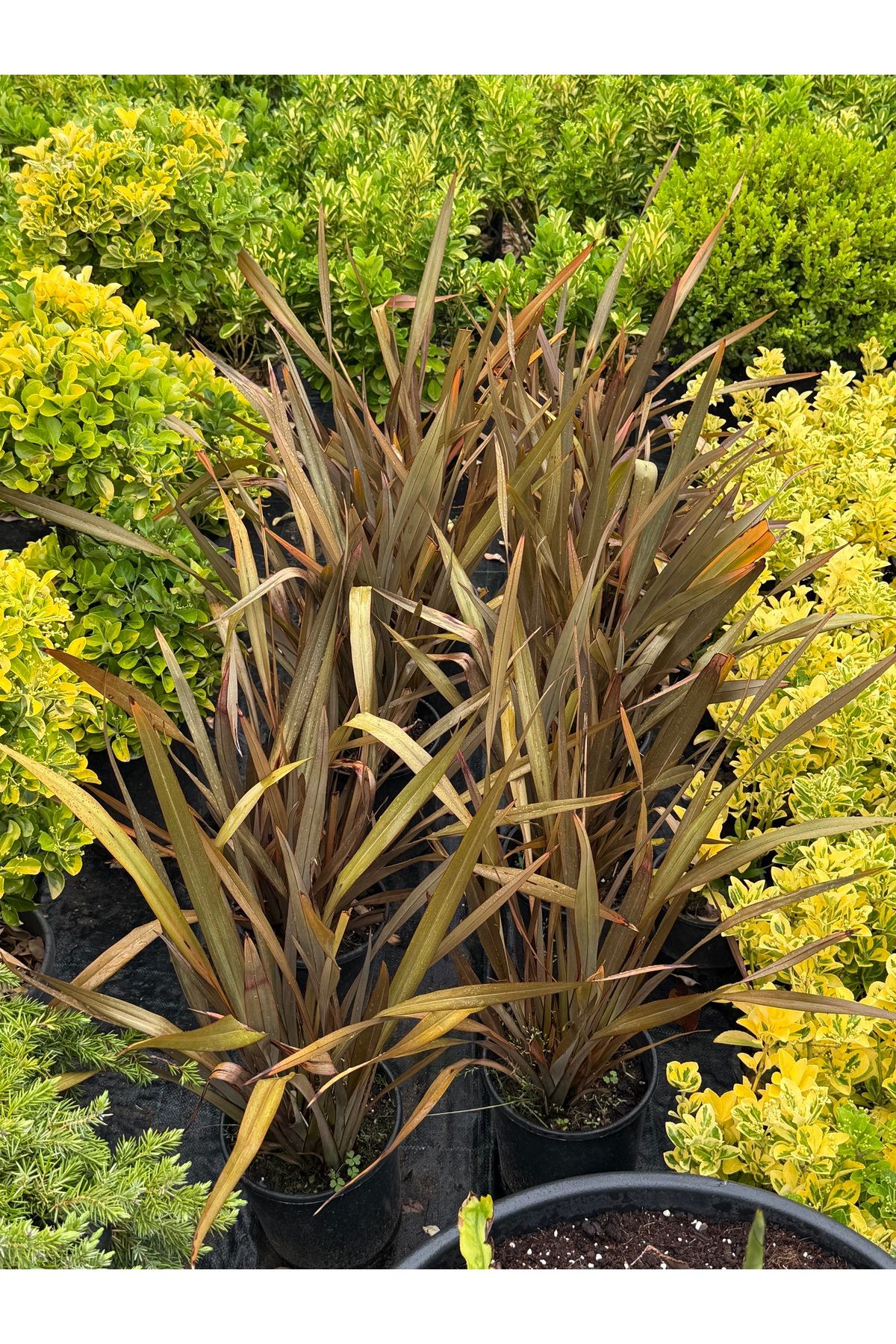 premiumgarden Formium - Phormium PREMİUM GARDEN