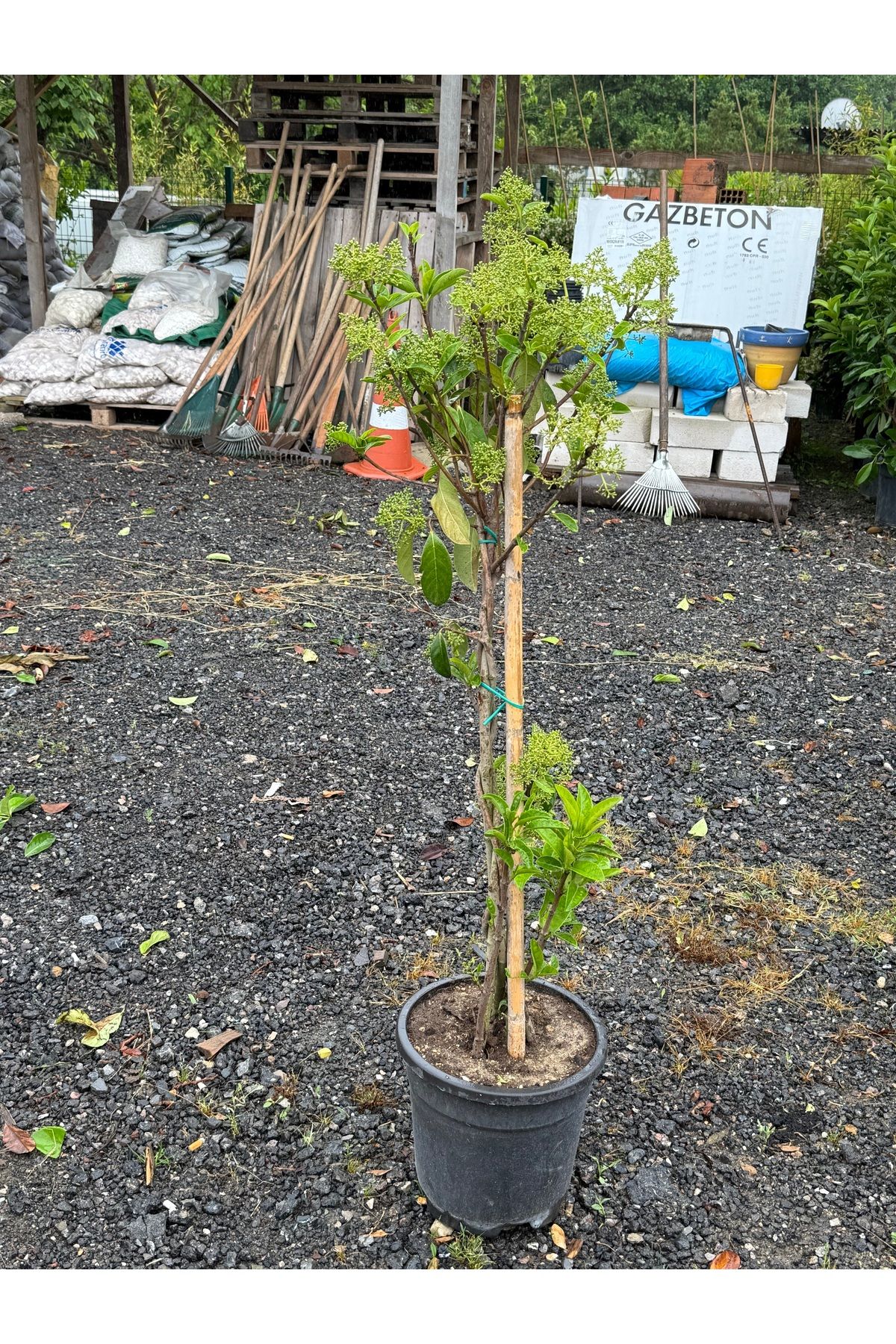 premiumgarden Yağlı Kartopu baston