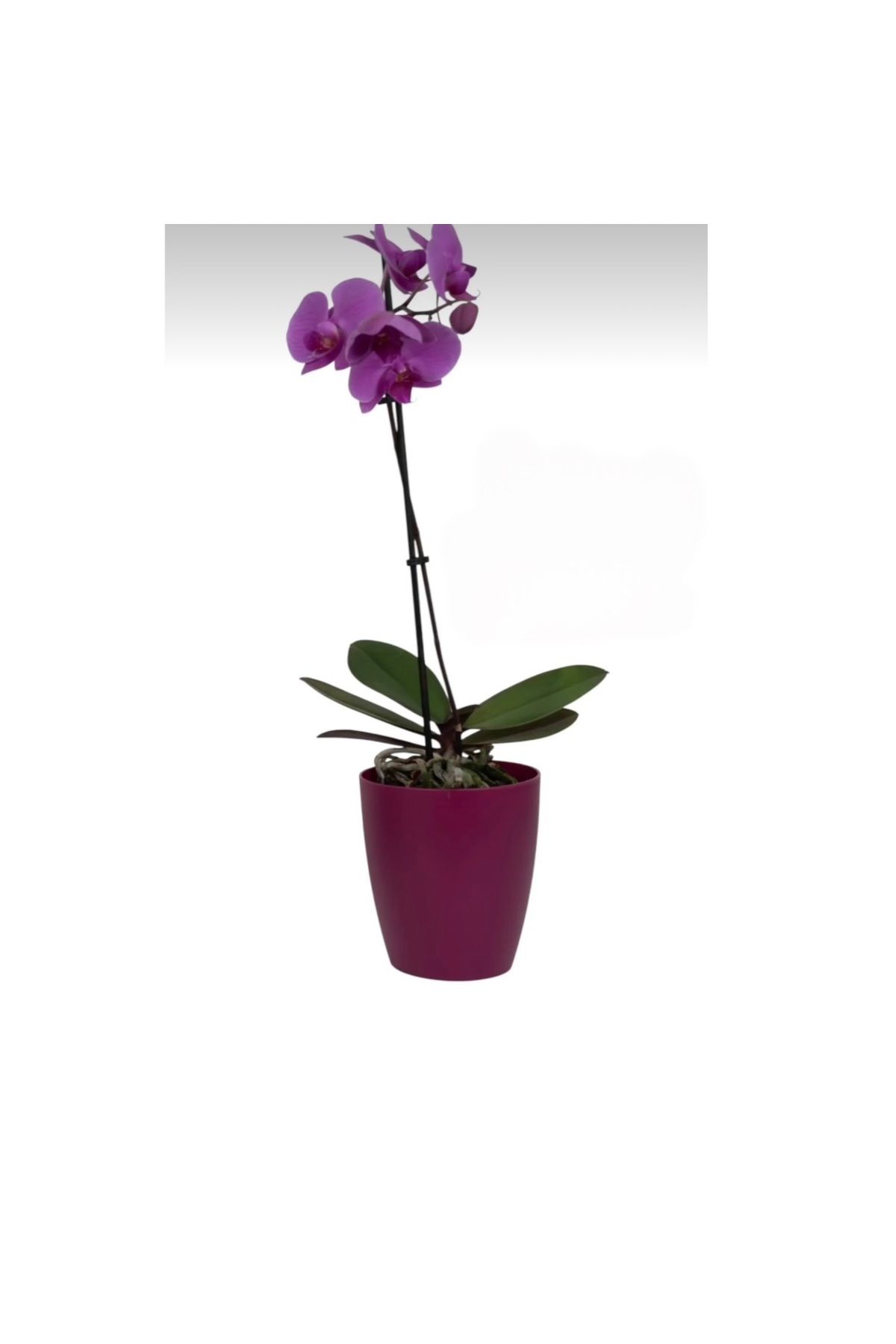 abnturk Mor Orkide Begonya Saksısı Çiçek Saksısı 12.5 Cm 13x15