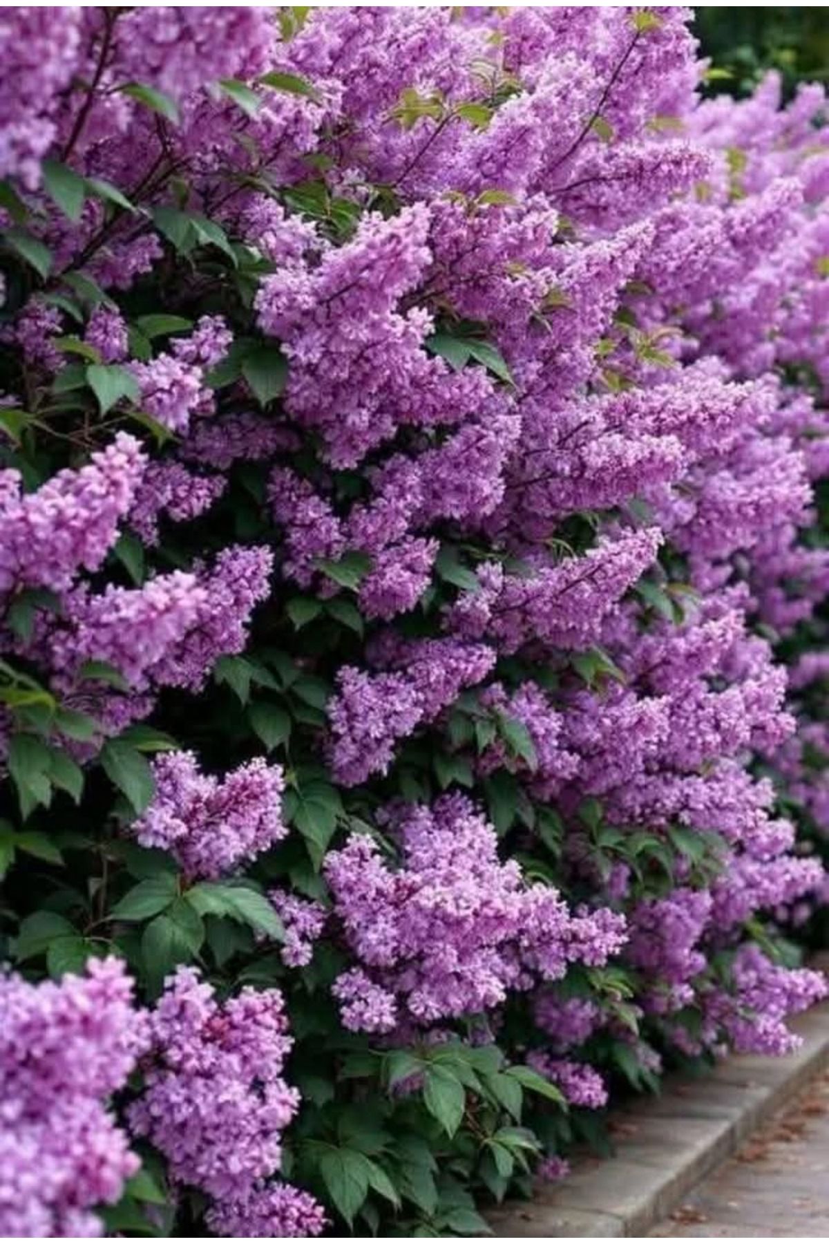 Çiçek Barınağı Mor Leylak Fidanı Kokulu 50-60cm 1 Adet