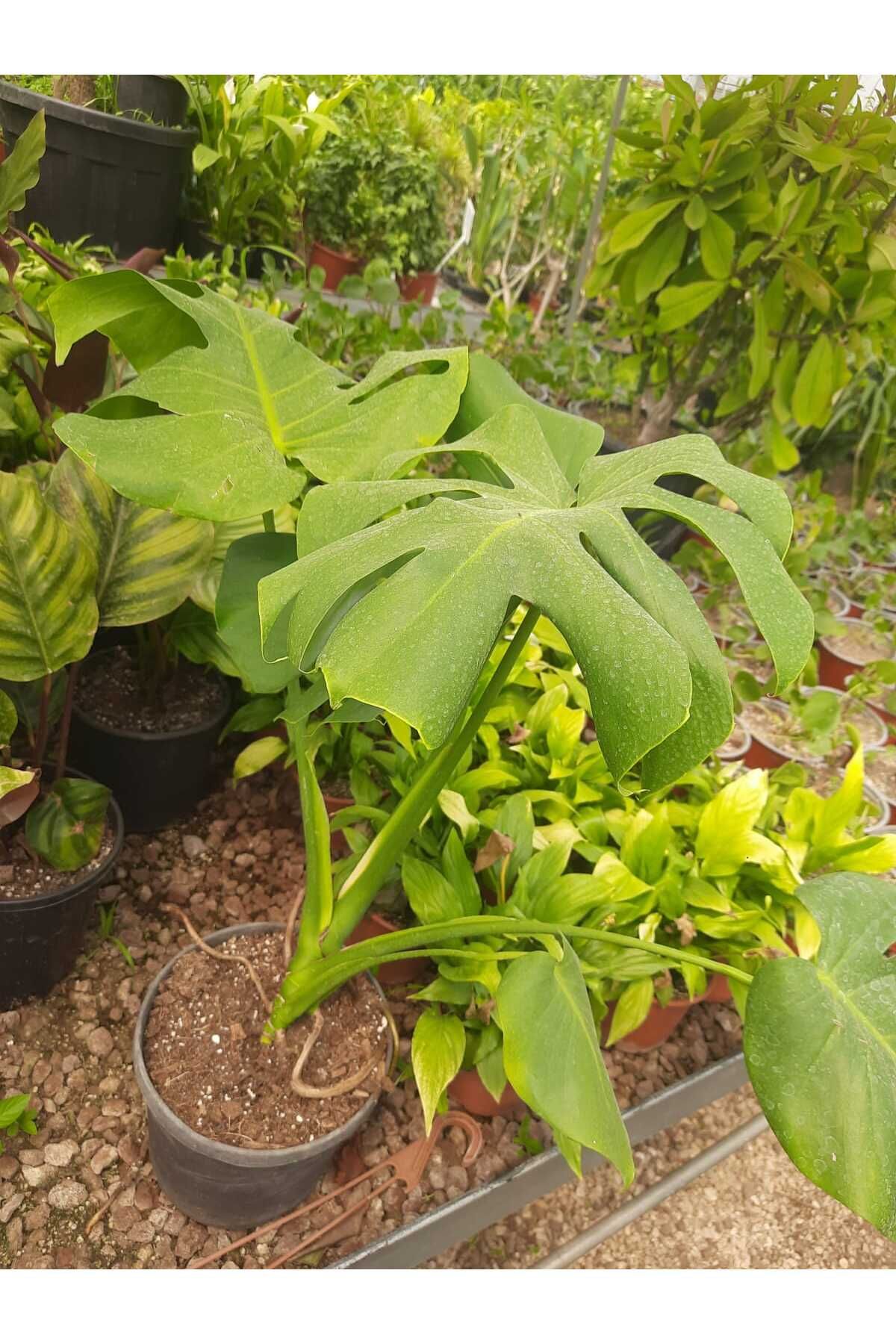 Çiçek Barınağı Deve Tabanı – Canlı Saksılı Geniş Yapraklı Salon Bitkisi 2 Adet (Monstera / Dekoratif)
