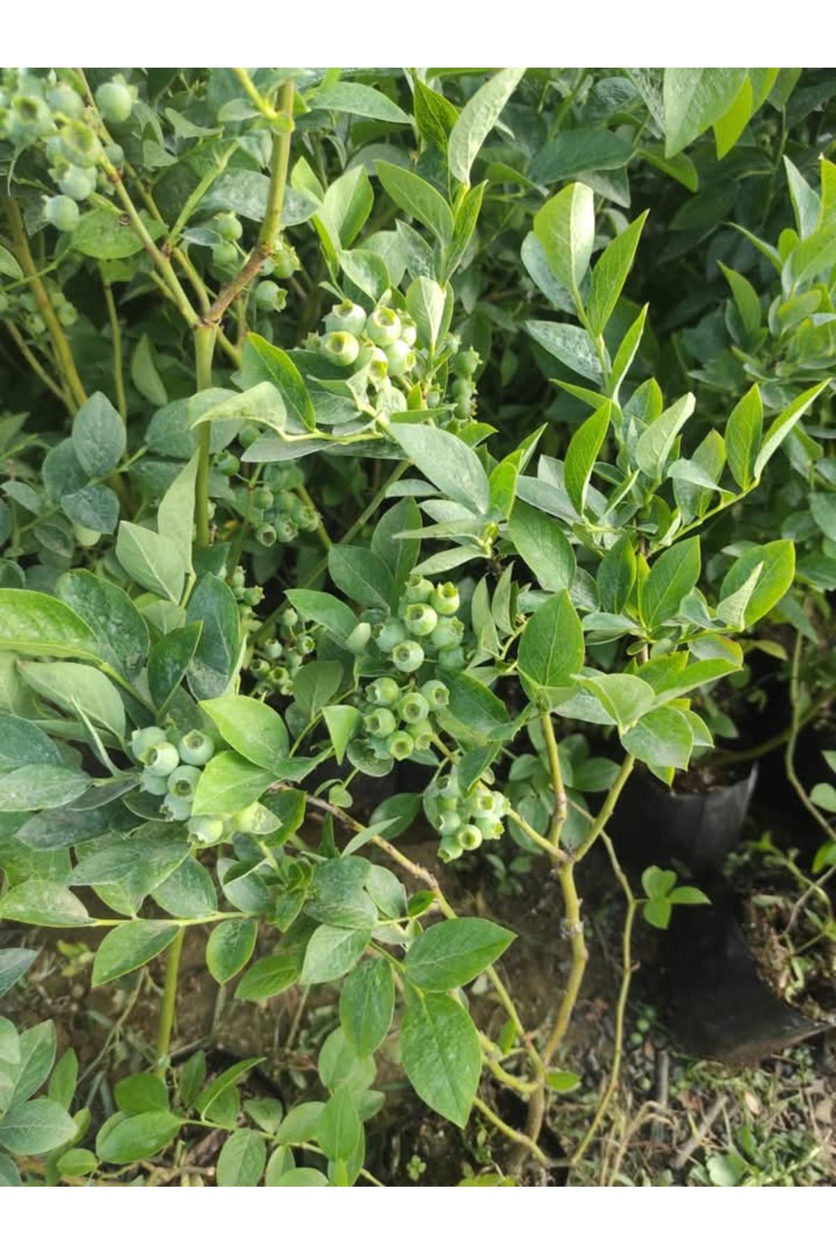 Çiçek Barınağı Yaban Mersini – Canlı Saksılı Meyve Veren Fidan 40-70cm (Blueberry / Bahçeye Uygun / Lezzetli Meyve)