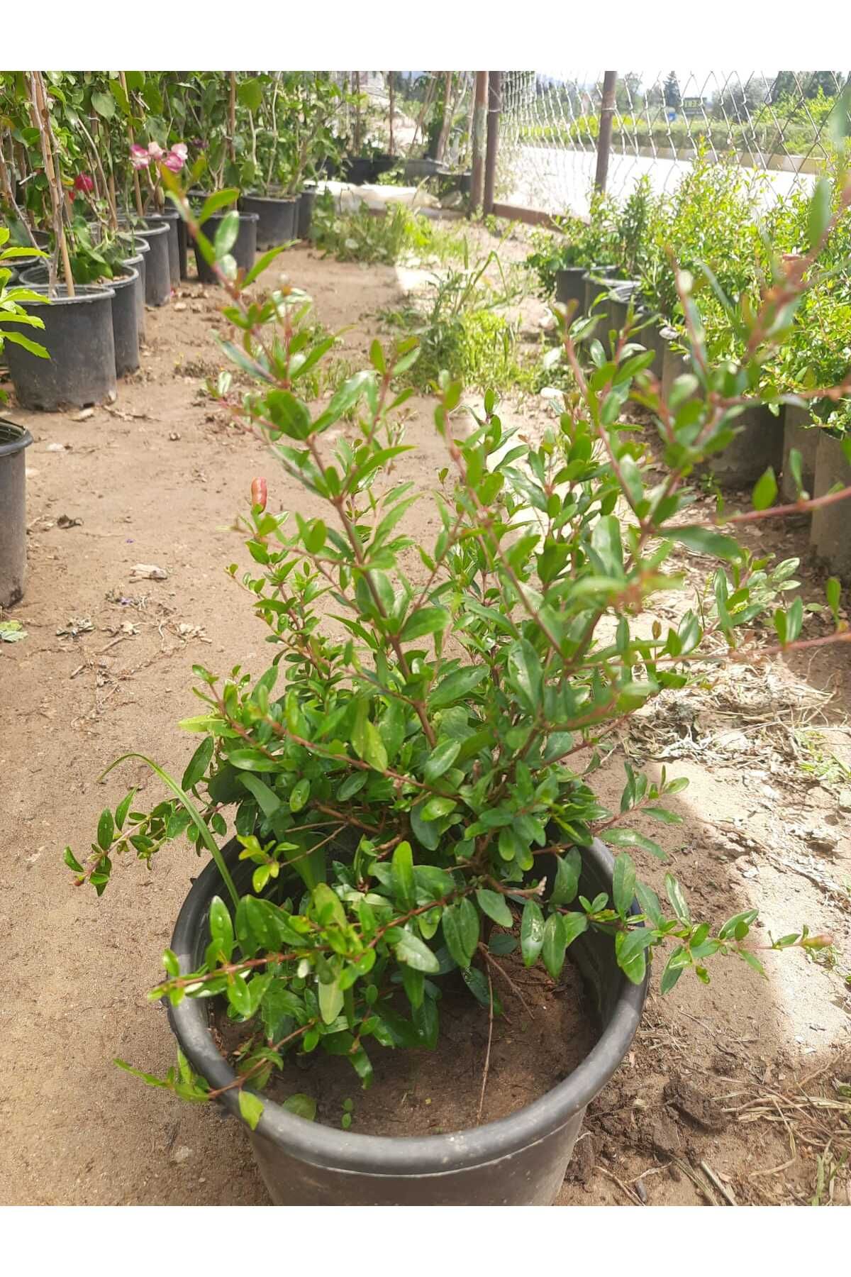 Çiçek Barınağı Süs Narı – Canlı Saksıda Minyatür Nar Ağacı 30-40cm (Çiçekli ve Meyveli / Dekoratif Bitki)
