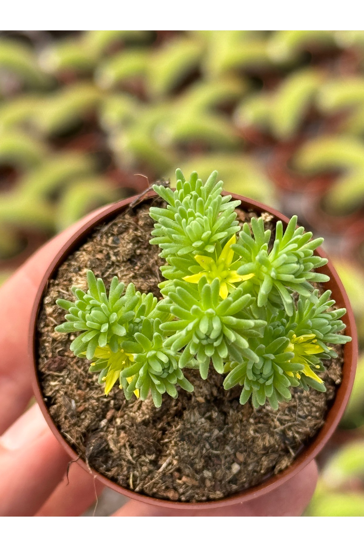 SukuLand Sedum multiceps koleksiyonluk özel tür sukulent 5,5cm