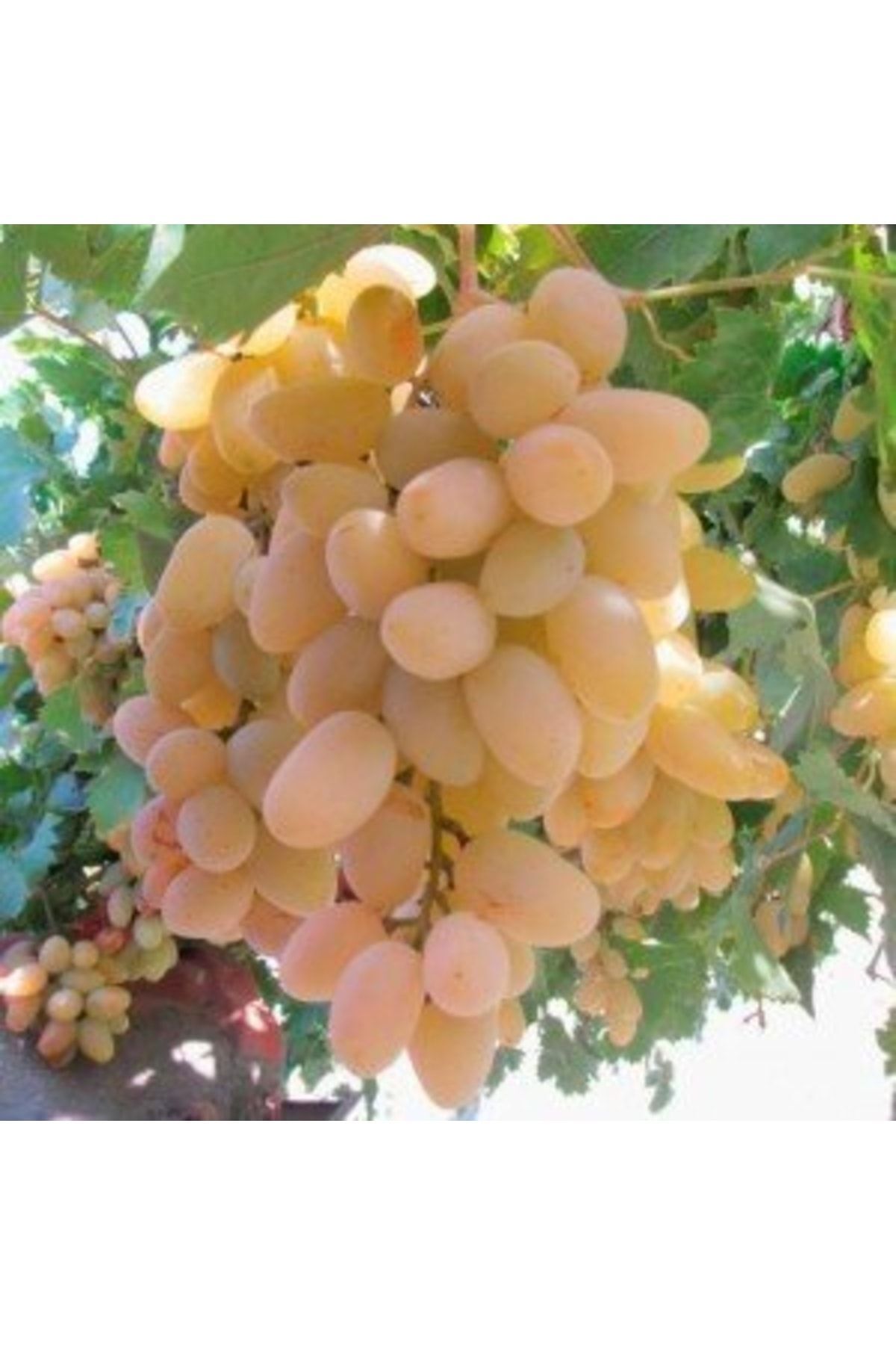 Mimoza Razaki Üzüm Fidanı 10-30 cm
