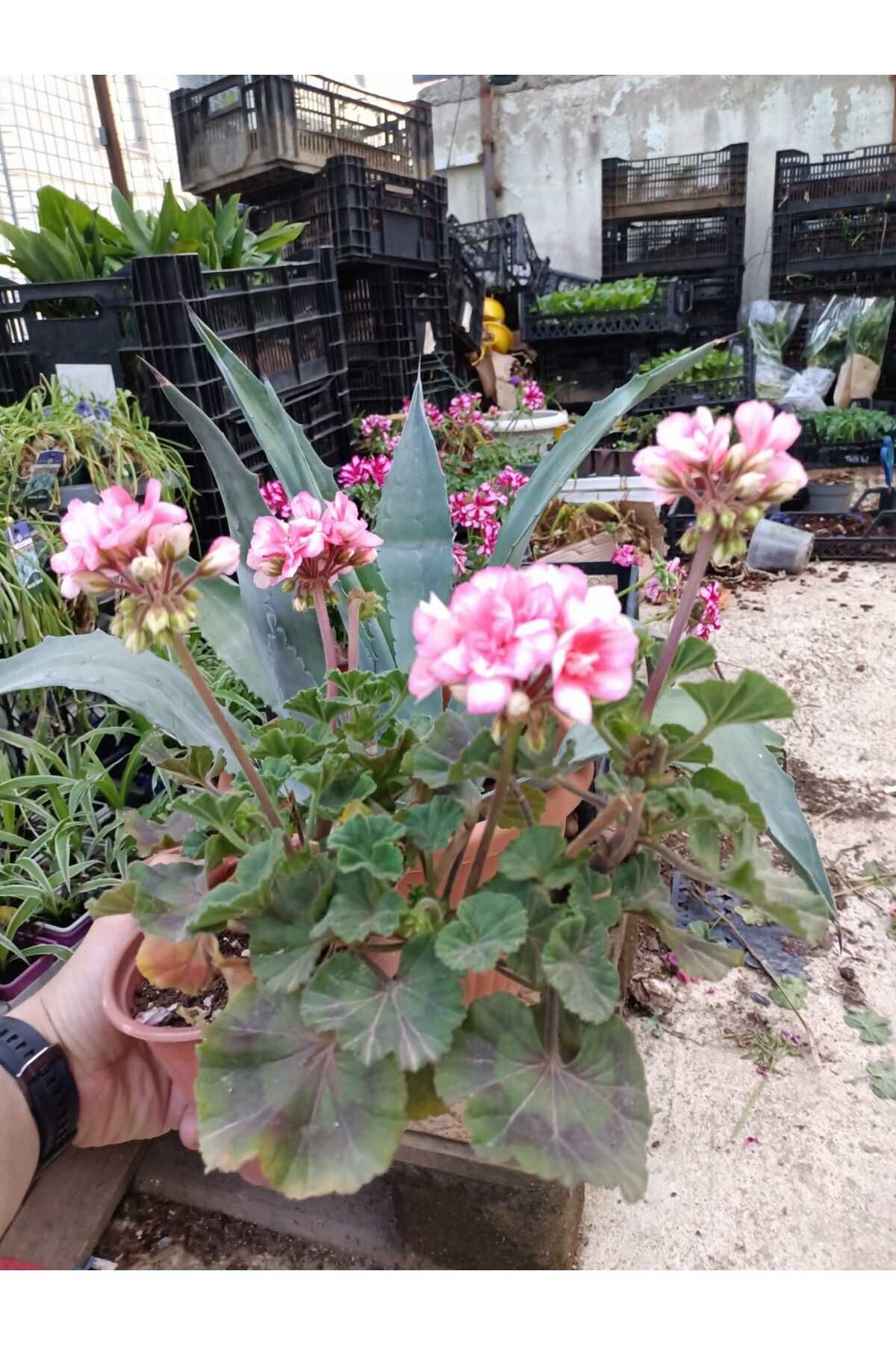 CANBOTANİK sardunya saksılı pudra beyaz