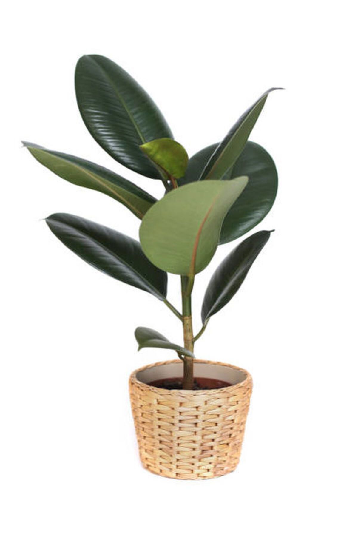 Flora Vadi Dolgun Formlu (ficus Elastica) Kauçuk Bitkisi 40-70Cm İç Mekan Bitkisi