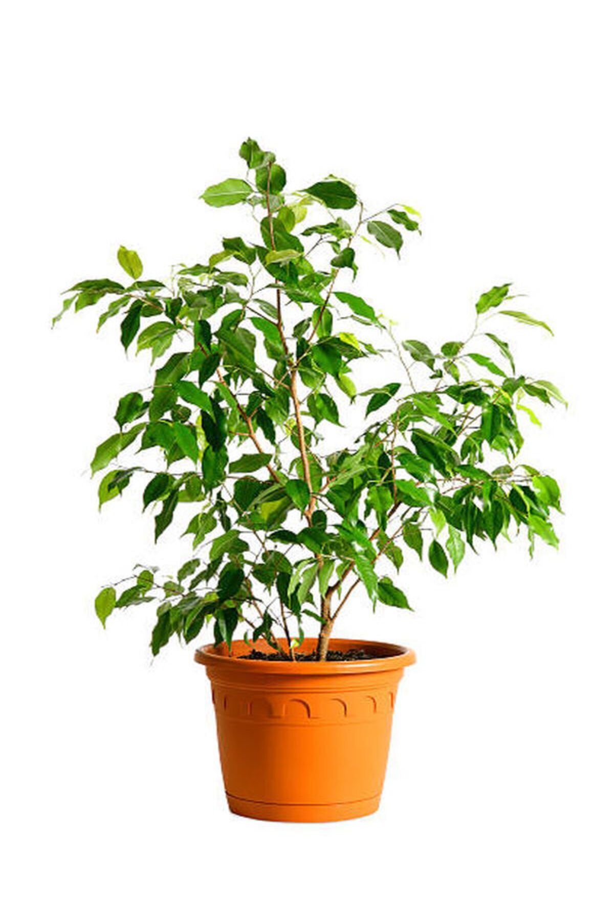 Flora Vadi Dolgun Formlu (Ficus Benjamina) Benjamin Bitkisi 40-70Cm İç Mekan Bitkisi