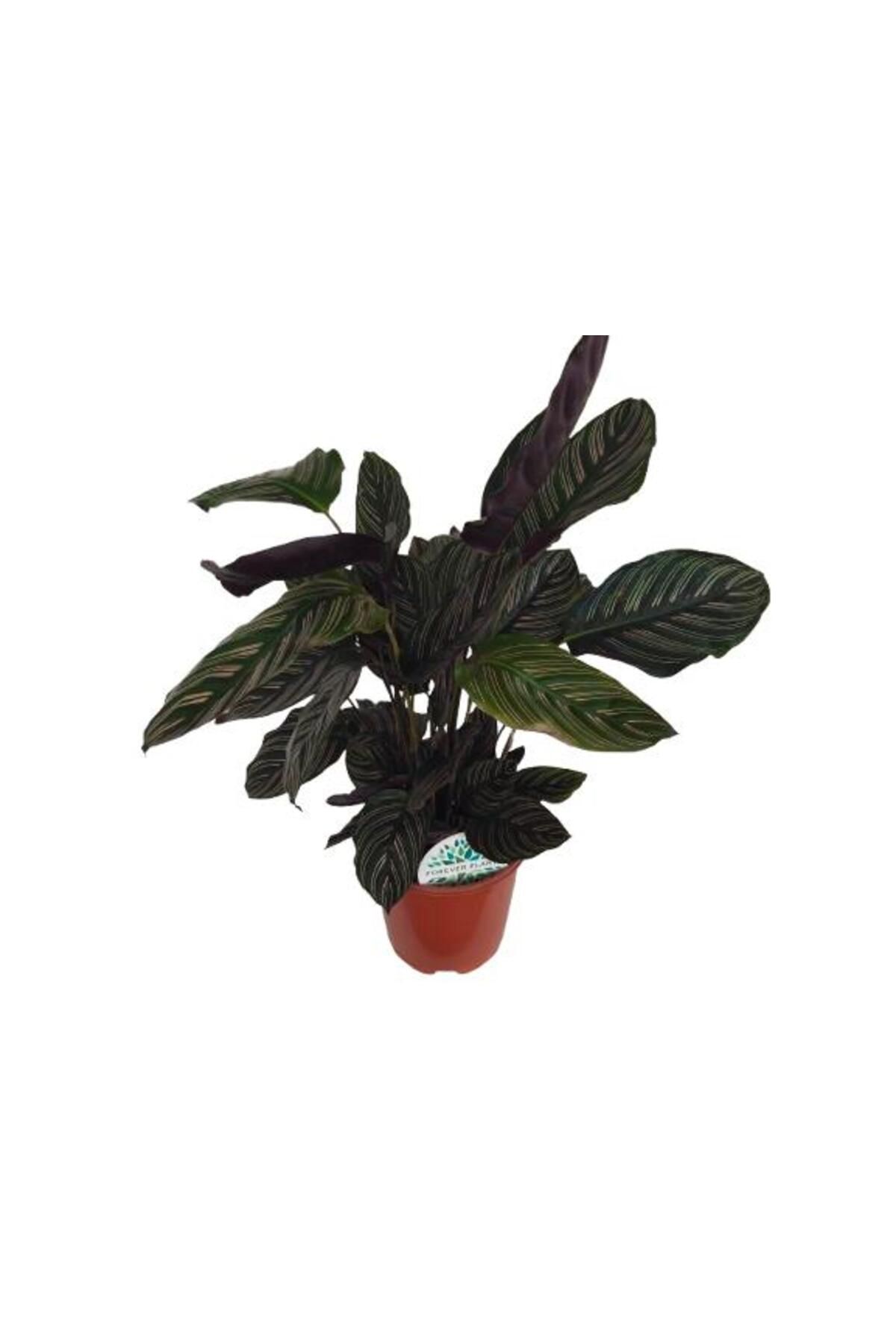 Armen Botanik Calathea Ornata Sanderiana Dua Çiçeği