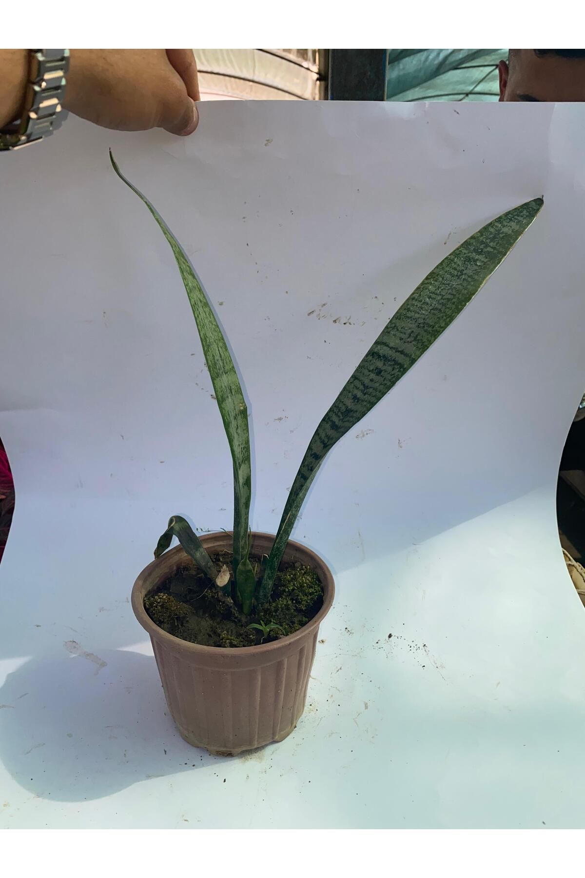 Nura Botanik Tek Dikim Yeşil Kılıç 15-30cm 1 Adet