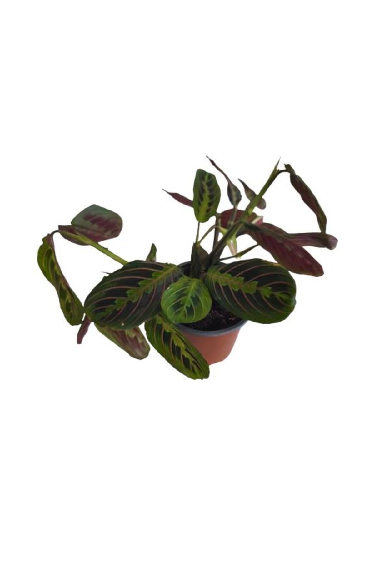 Armen Botanik Kalatya Maranta - Calathea Marantha