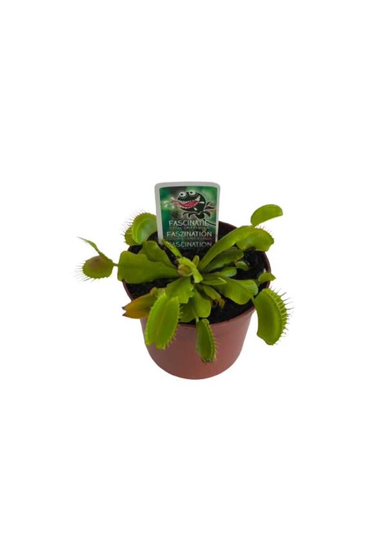 Armen Botanik Dionaea Muscipula Venus Flytrap Sinekkapan Etobur Bitkisi
