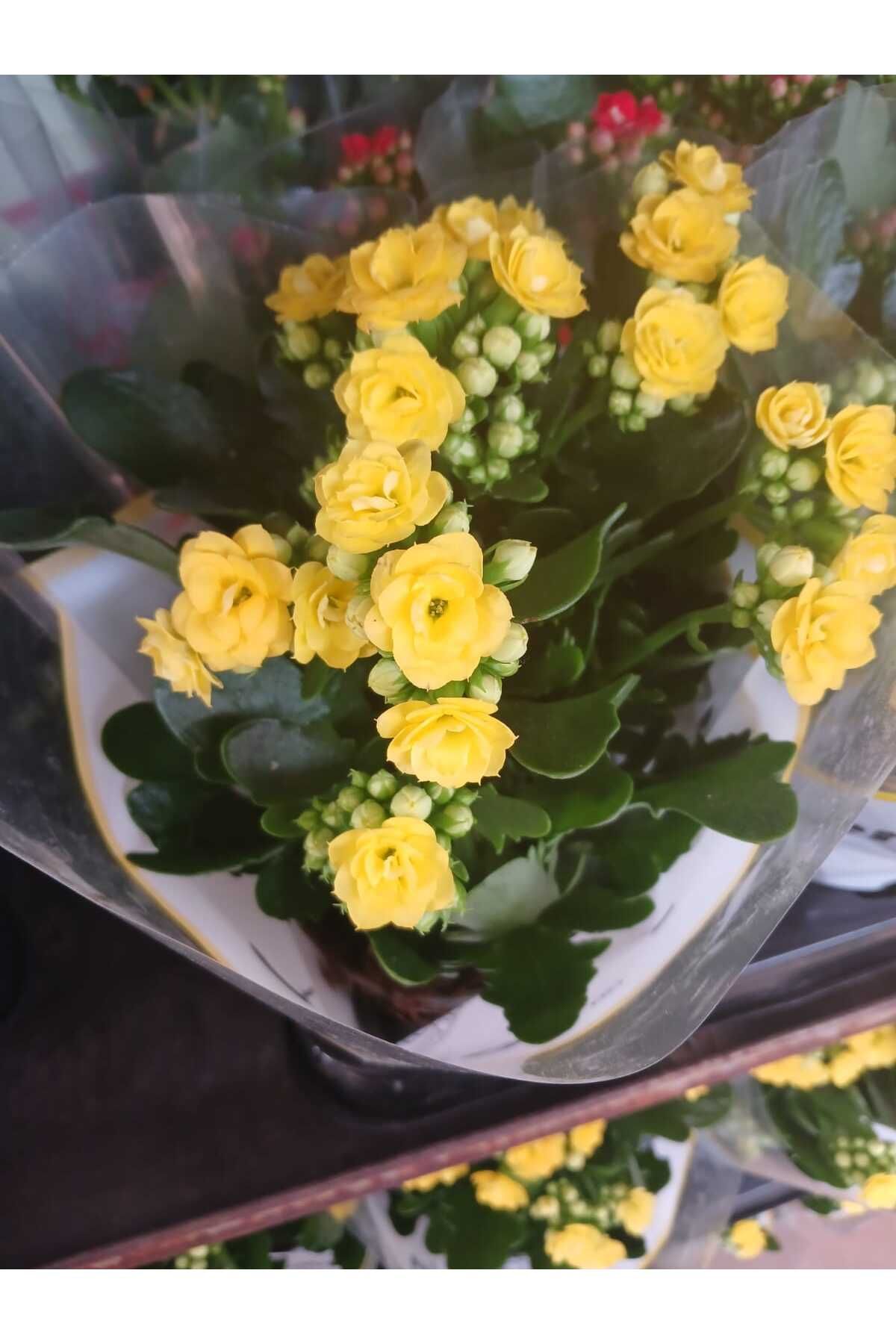 şengülca 3'lü Karışık Kalanchoe Sarı-Kırmızı-Turuncu Saksıda