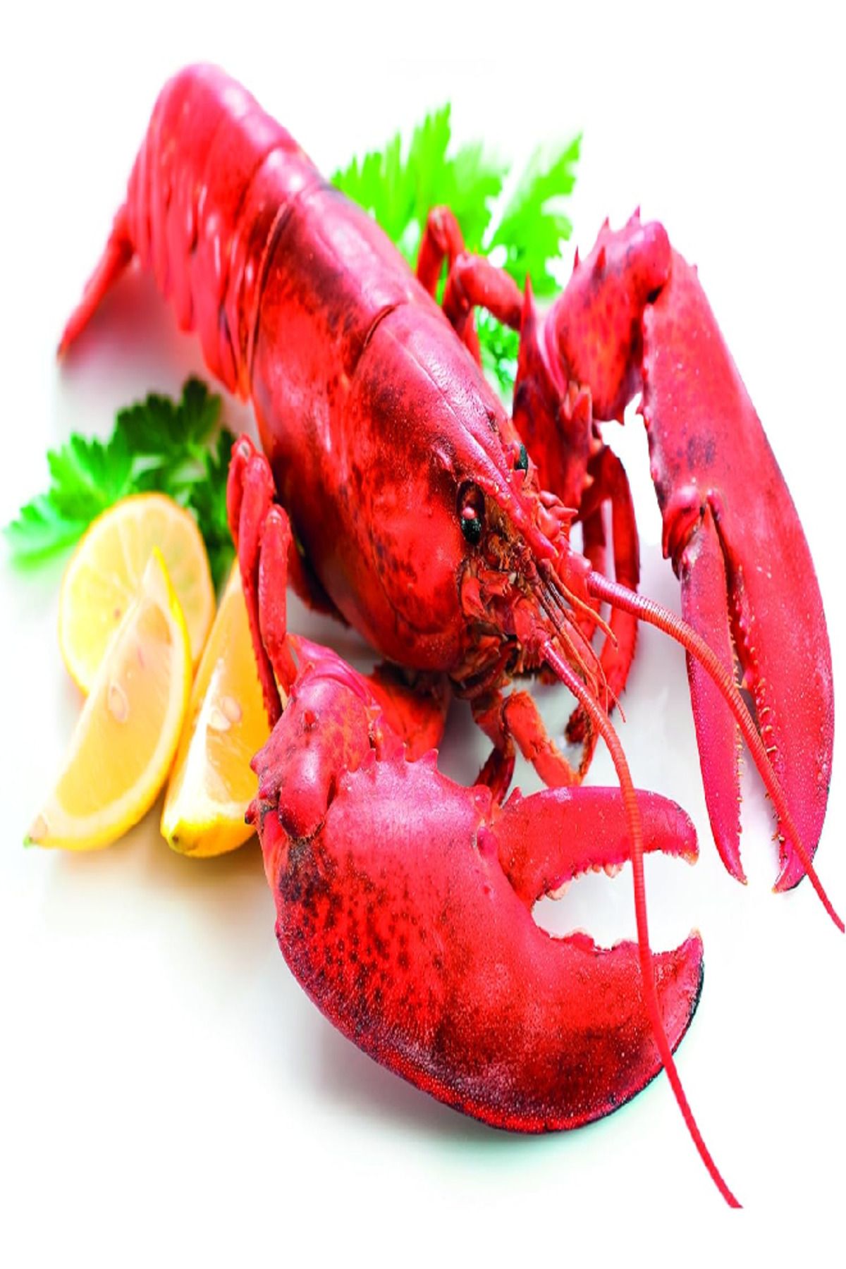 TESCOMA-Shellfish Cracker – Durable & Easy to Use 3