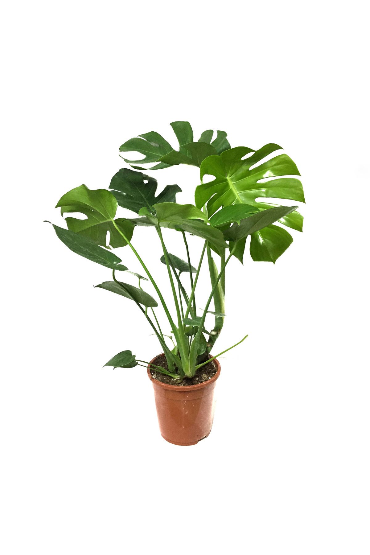 Betonish Monstera Deliciosa (Deve Tabanı)