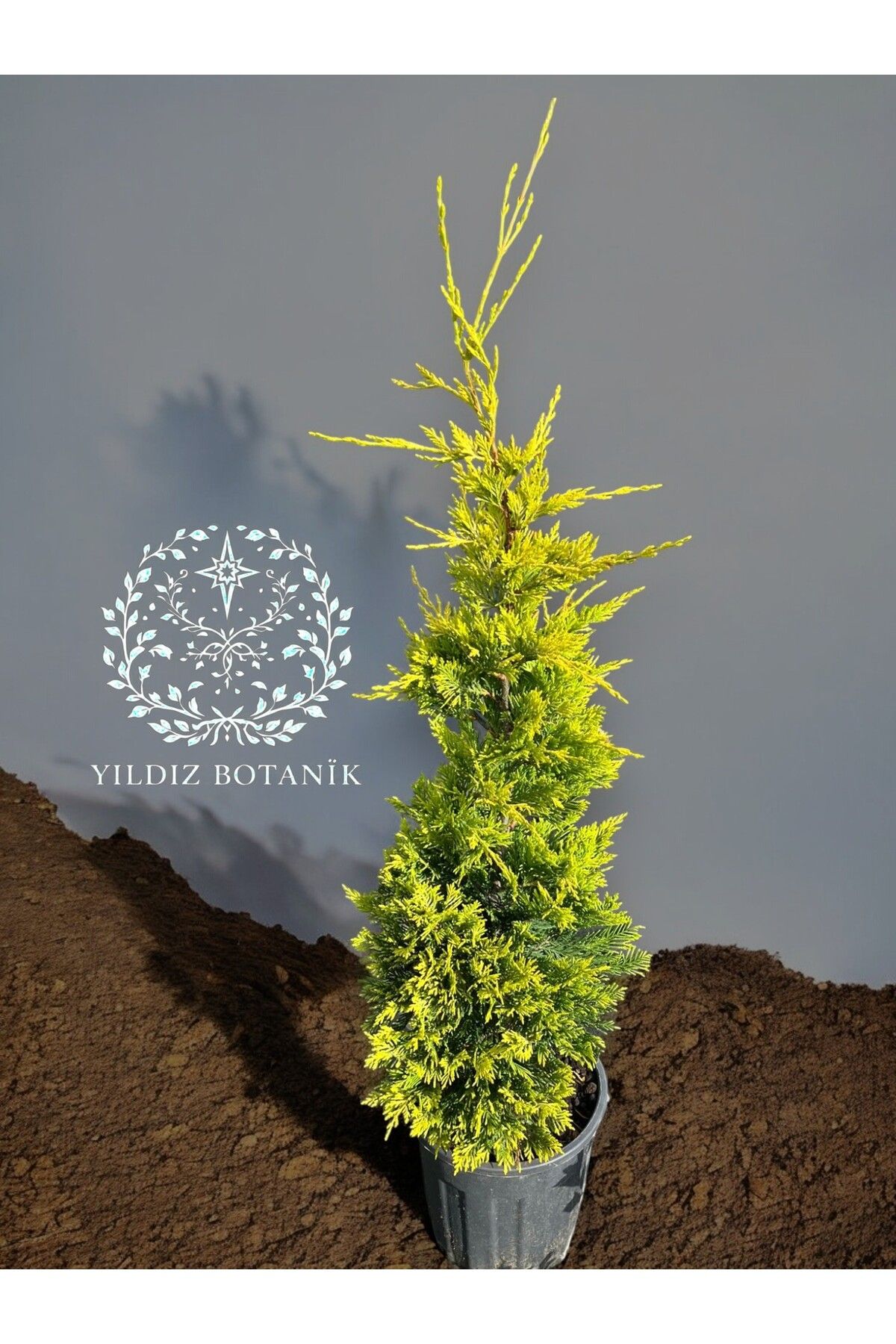 YILDIZ BOTANİK Goldrider Fidanı Çam Ağacı Altuni Leylandi Çit Bitkisi 90-100 CM