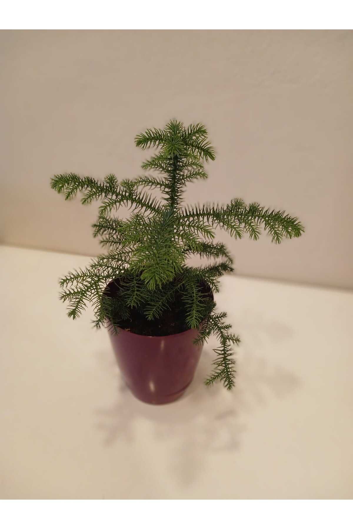 şengülca Araucaria Heterophylla Saksıda 20-30 cm Kalıcı Mini Salon Çamı