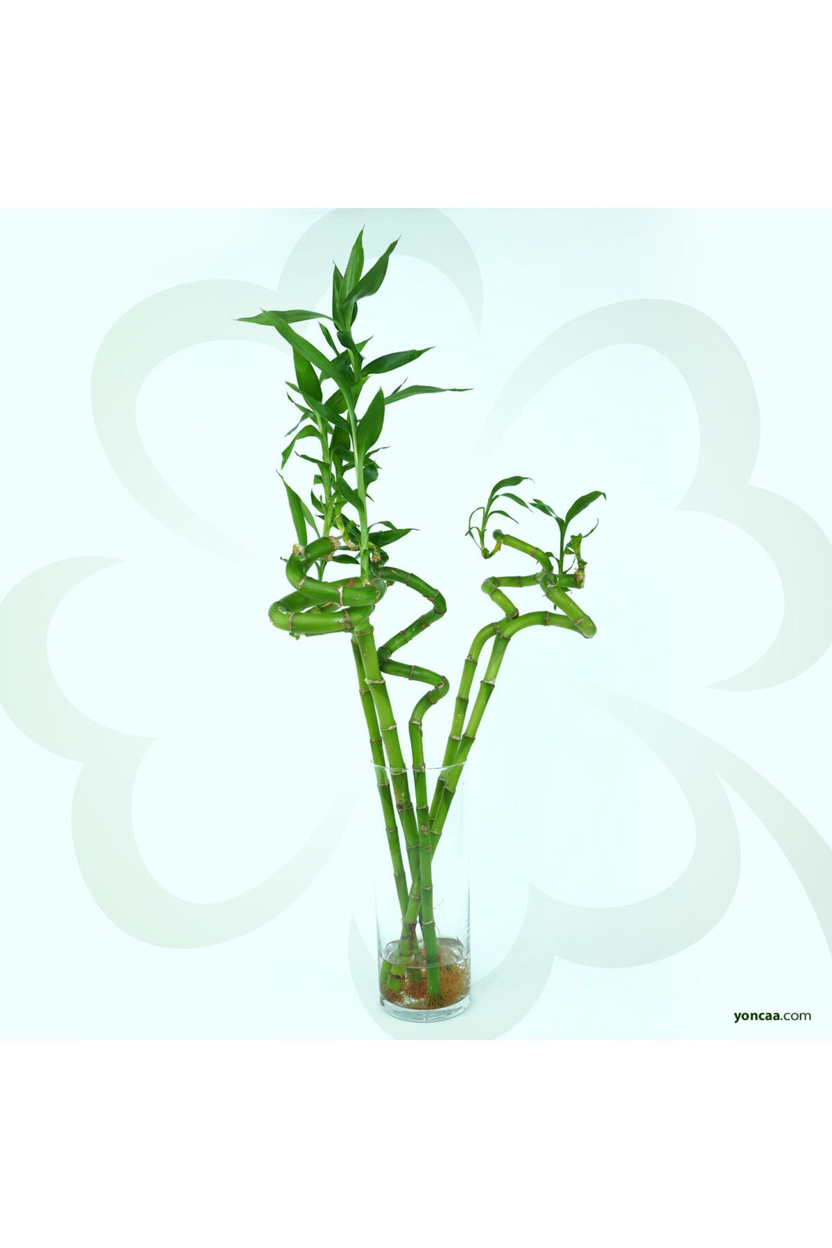 yonca akuabotanik Yobamboo