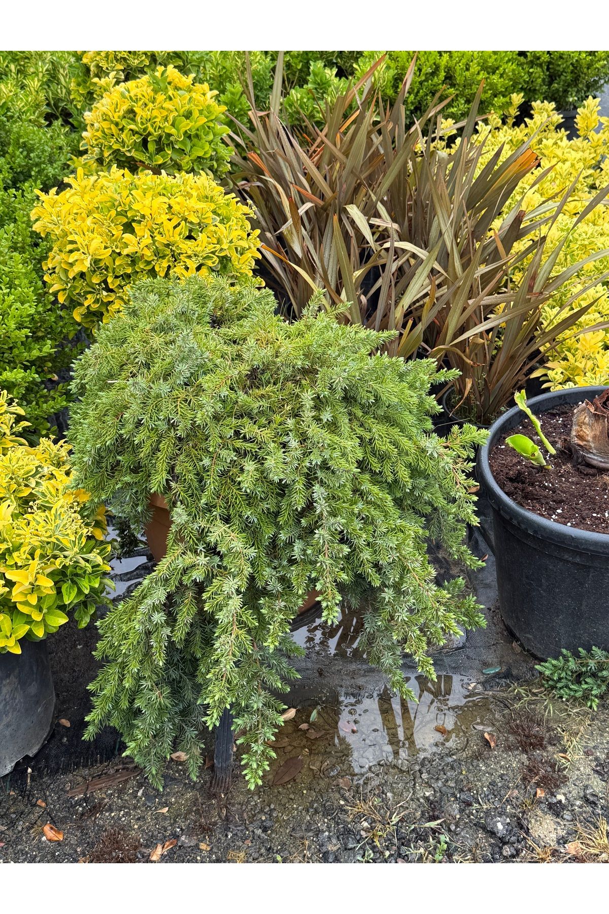 premiumgarden Yayılıcı himalaya sediri - sedir - büyük Premium garden